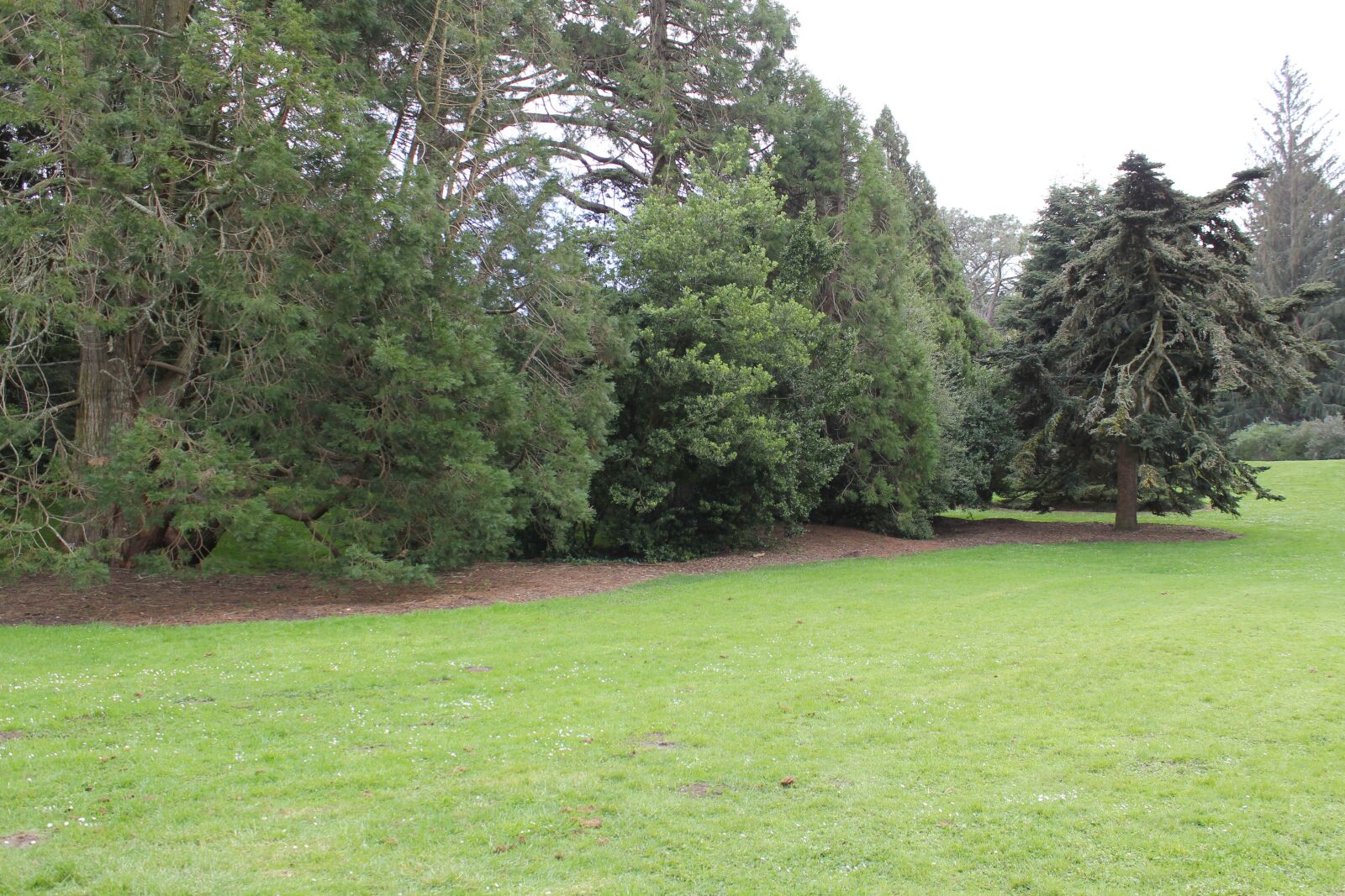 Canon EOS 550D (EOS Rebel T2i / EOS Kiss X4) sample photo. Golden gate park, san photography