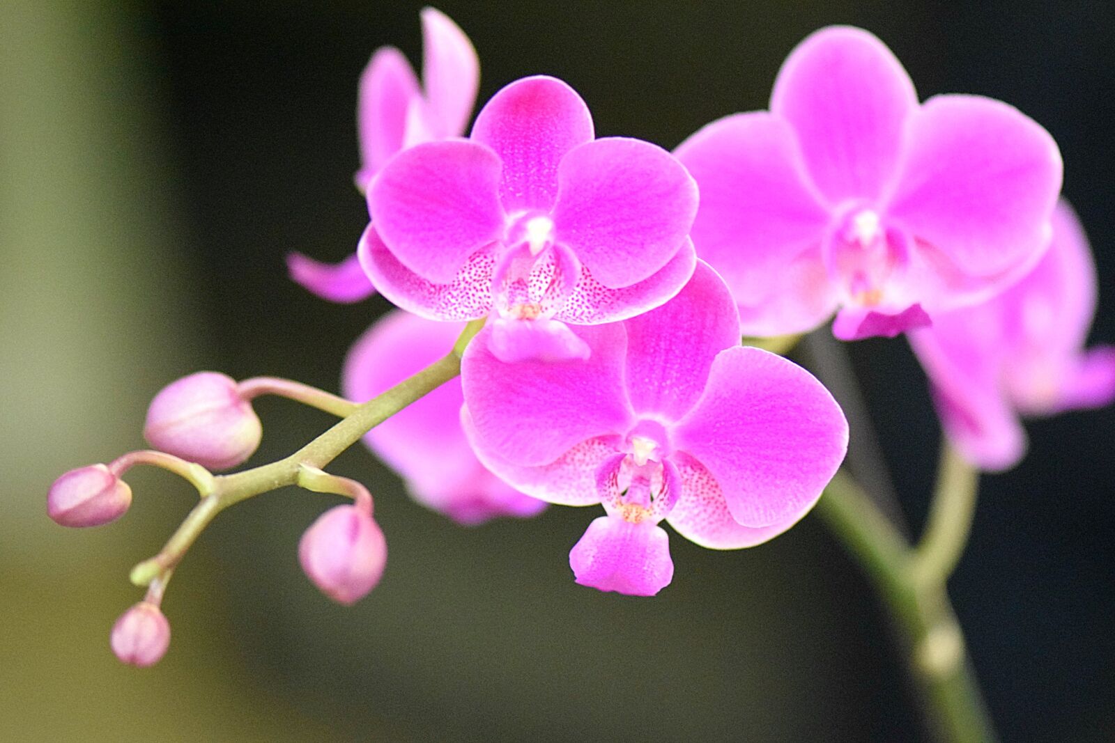 Nikon D5300 sample photo. Orchid, orchids, flowers photography
