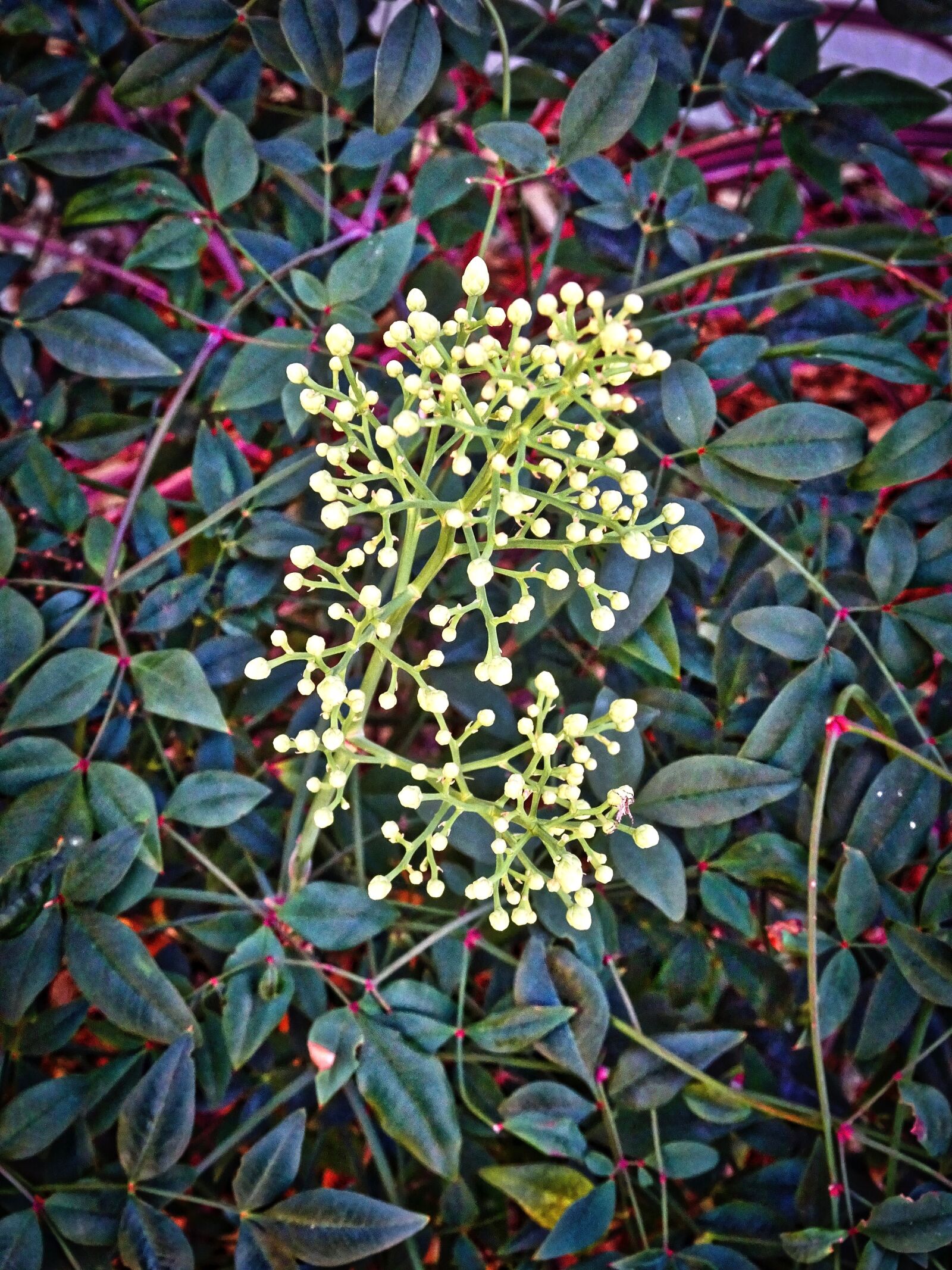 Sony Cyber-shot DSC-HX90V sample photo. Blossom, bloom, spring flower photography