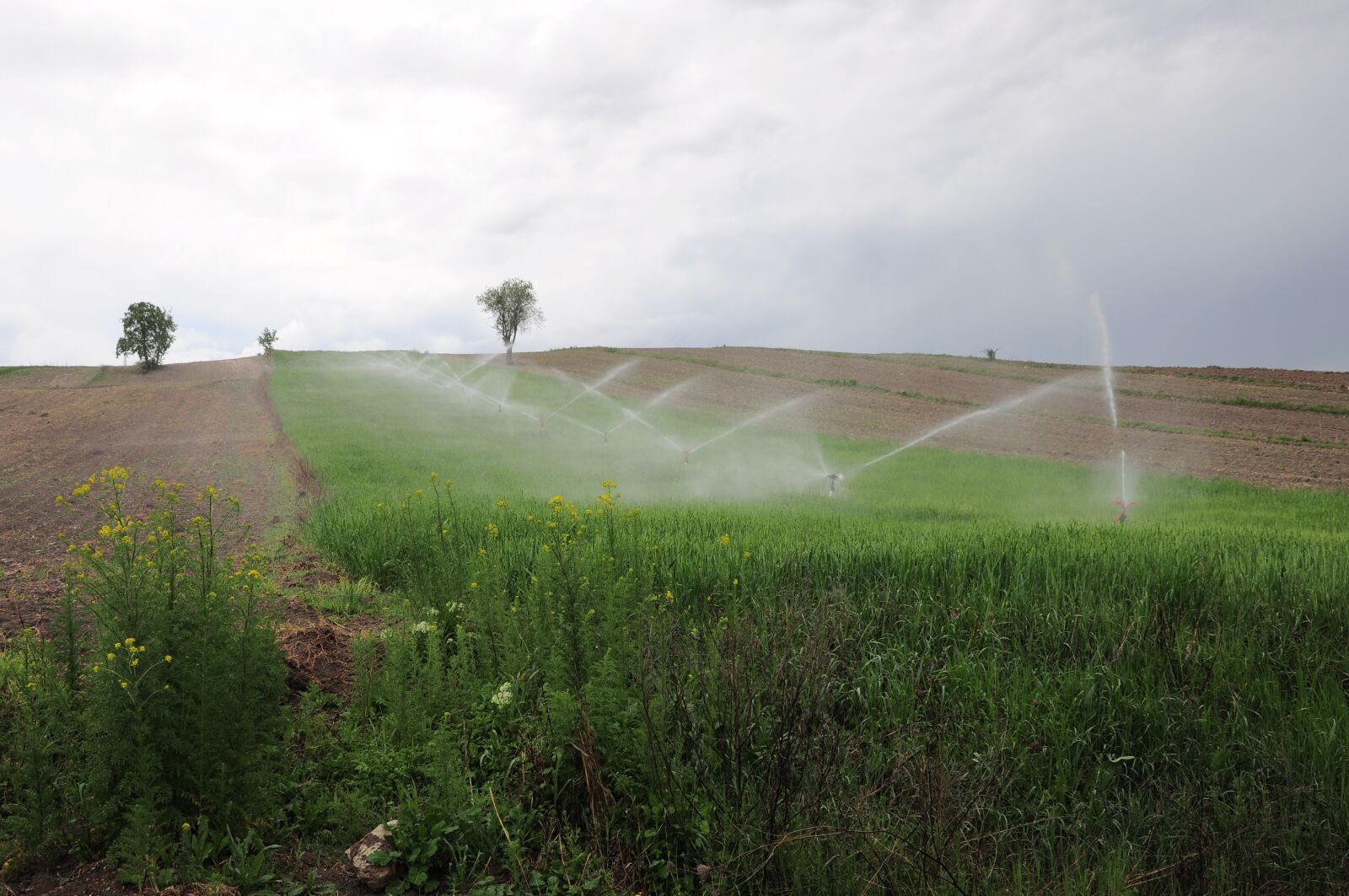 Nikon D90 sample photo. Field, farm irrigation, irrigation photography