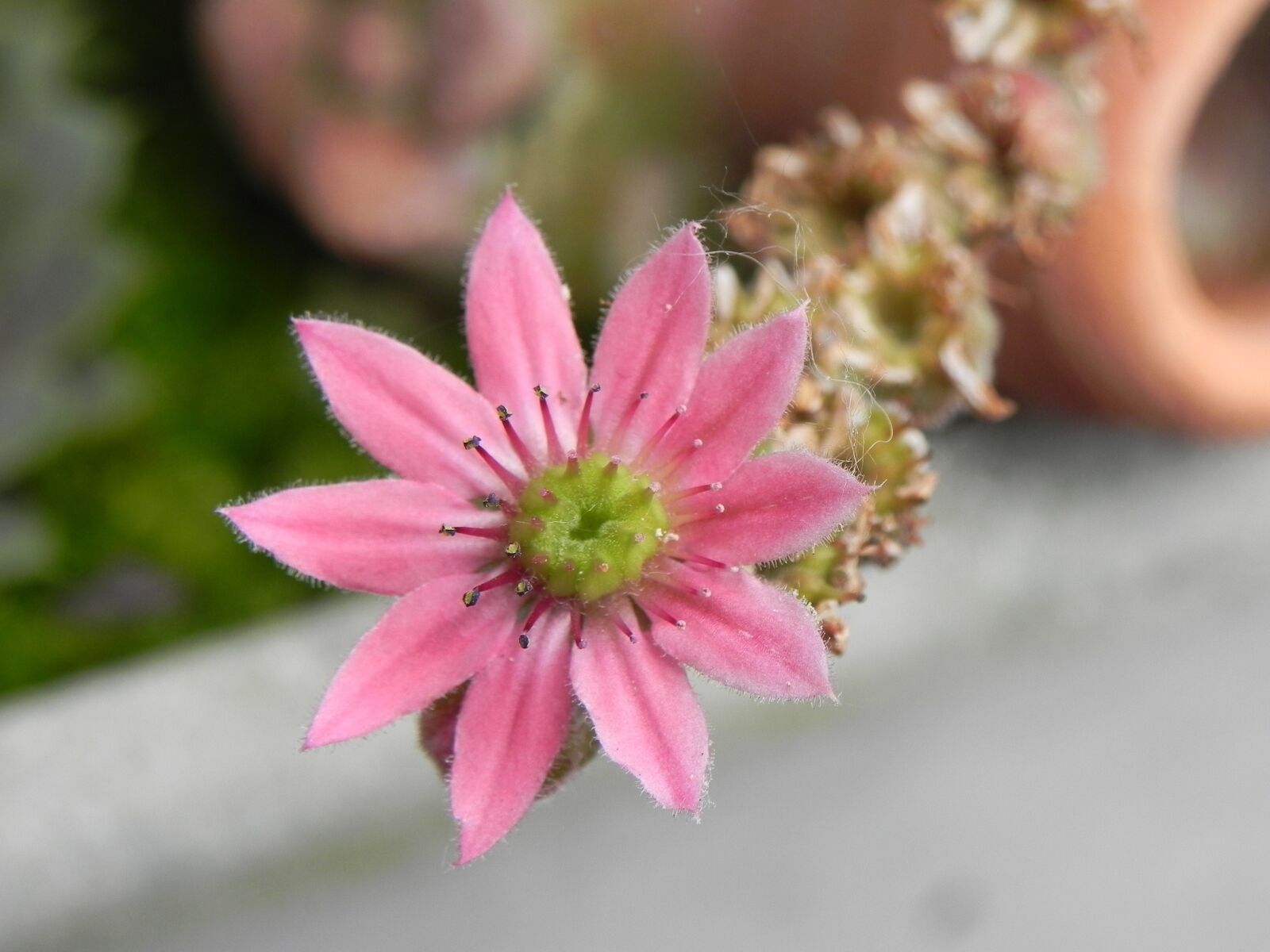 Nikon Coolpix P100 sample photo. Stone crop, pink, flower photography