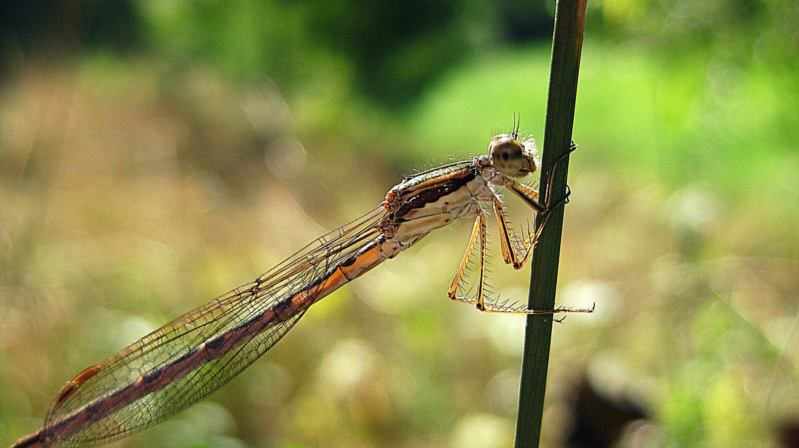 Canon PowerShot SD1100 IS (Digital IXUS 80 IS / IXY Digital 20 IS) sample photo. Dragonfly, twig, insect photography