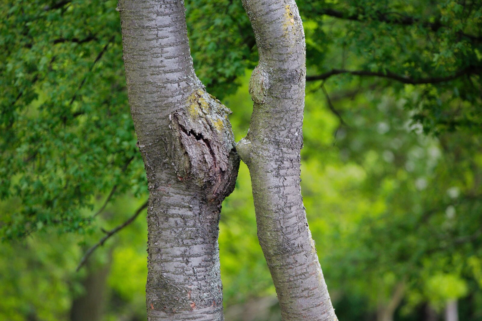 Canon EOS 6D sample photo. Nature, tree, wood photography
