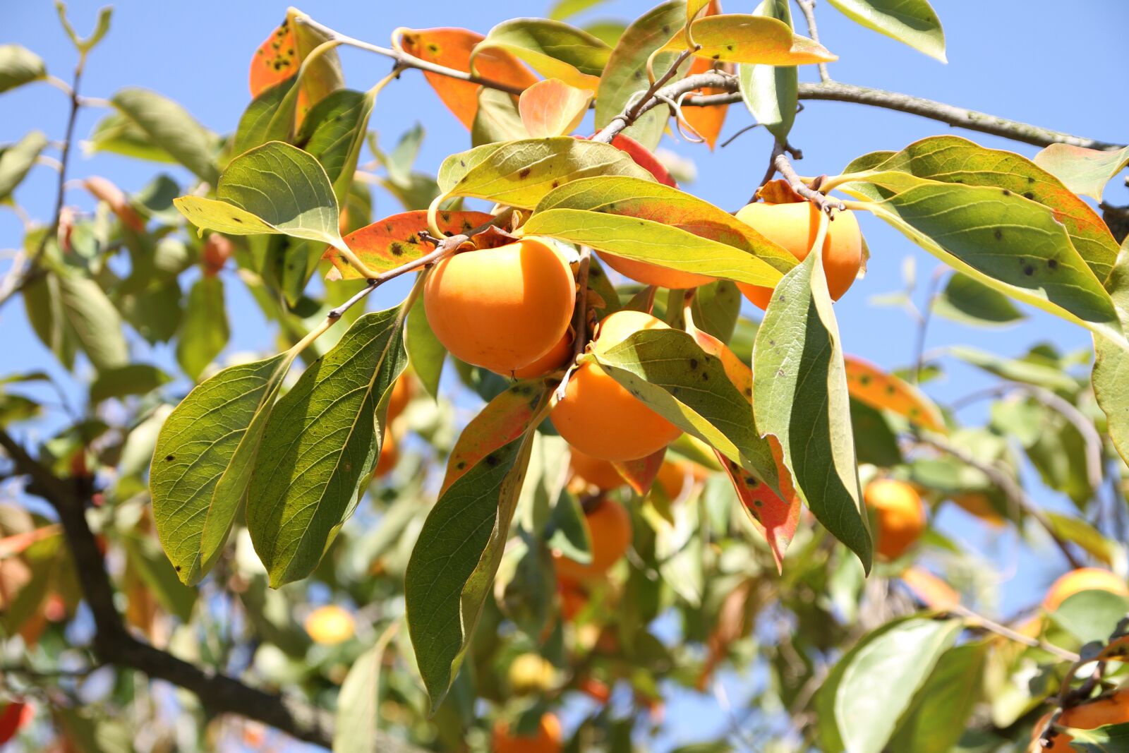 Canon EOS 7D sample photo. Autumn, persimmon, fruit photography
