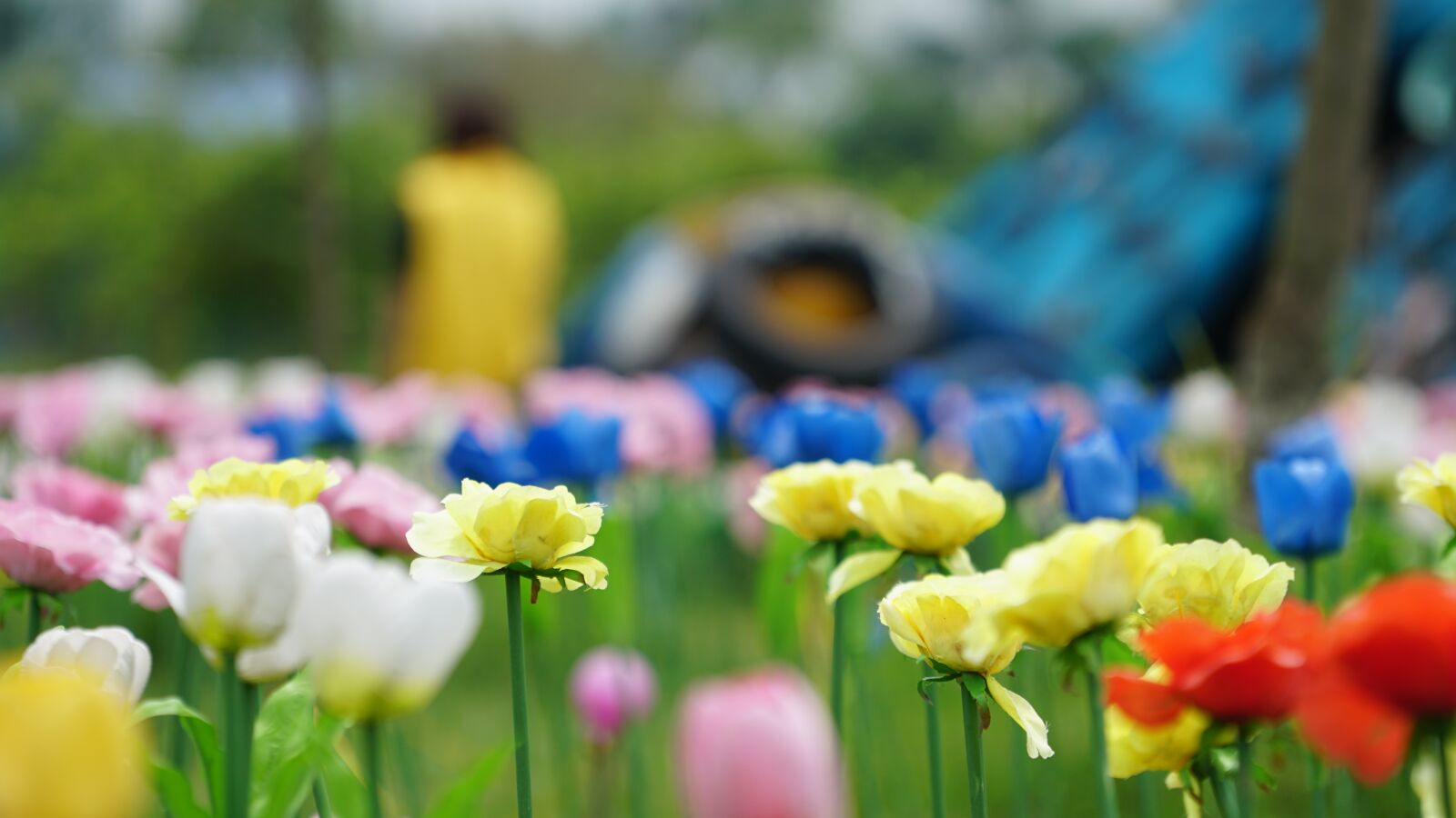 Sony a6300 + Sony FE 70-200mm F4 G OSS sample photo. Flower, nature, flora photography