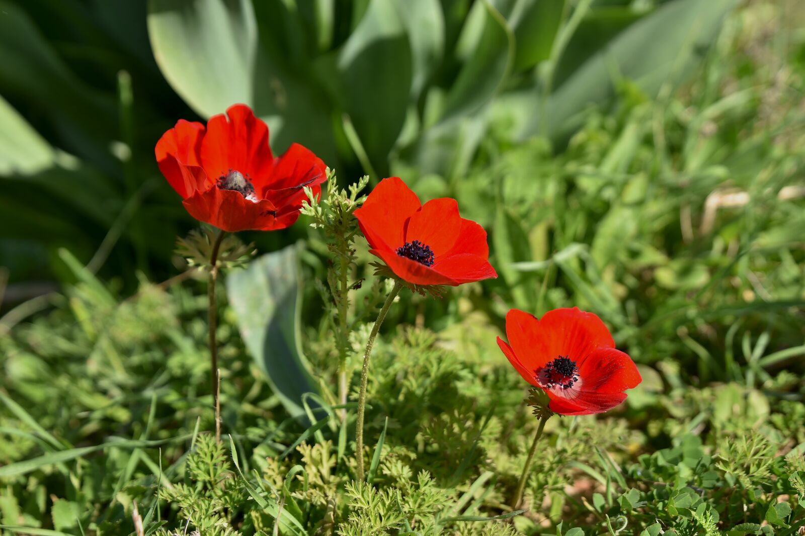 Nikon D750 sample photo. Flower, nature, poppy photography