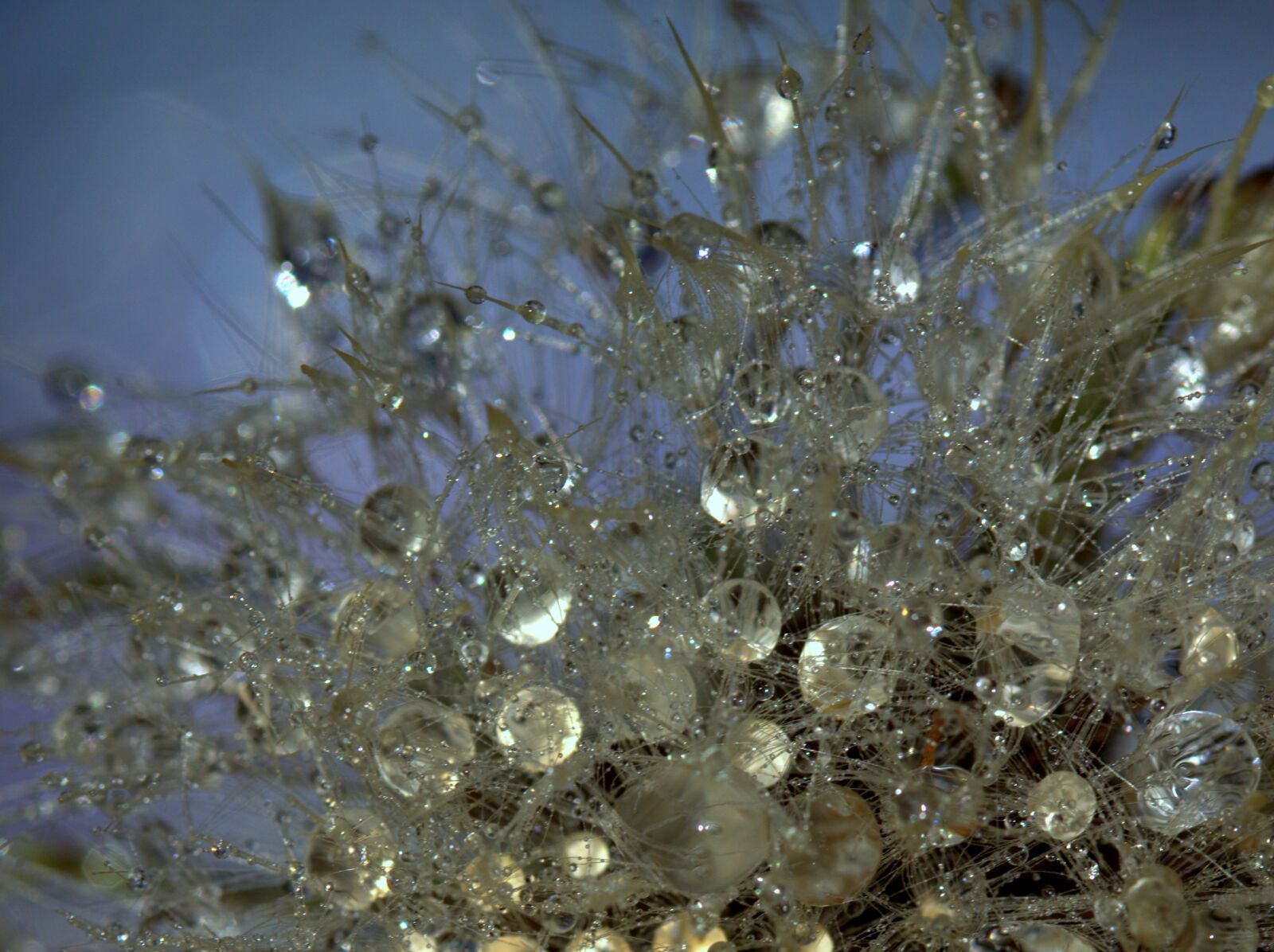 Canon EF-S 60mm F2.8 Macro USM sample photo. Dandelion, drops, wet photography