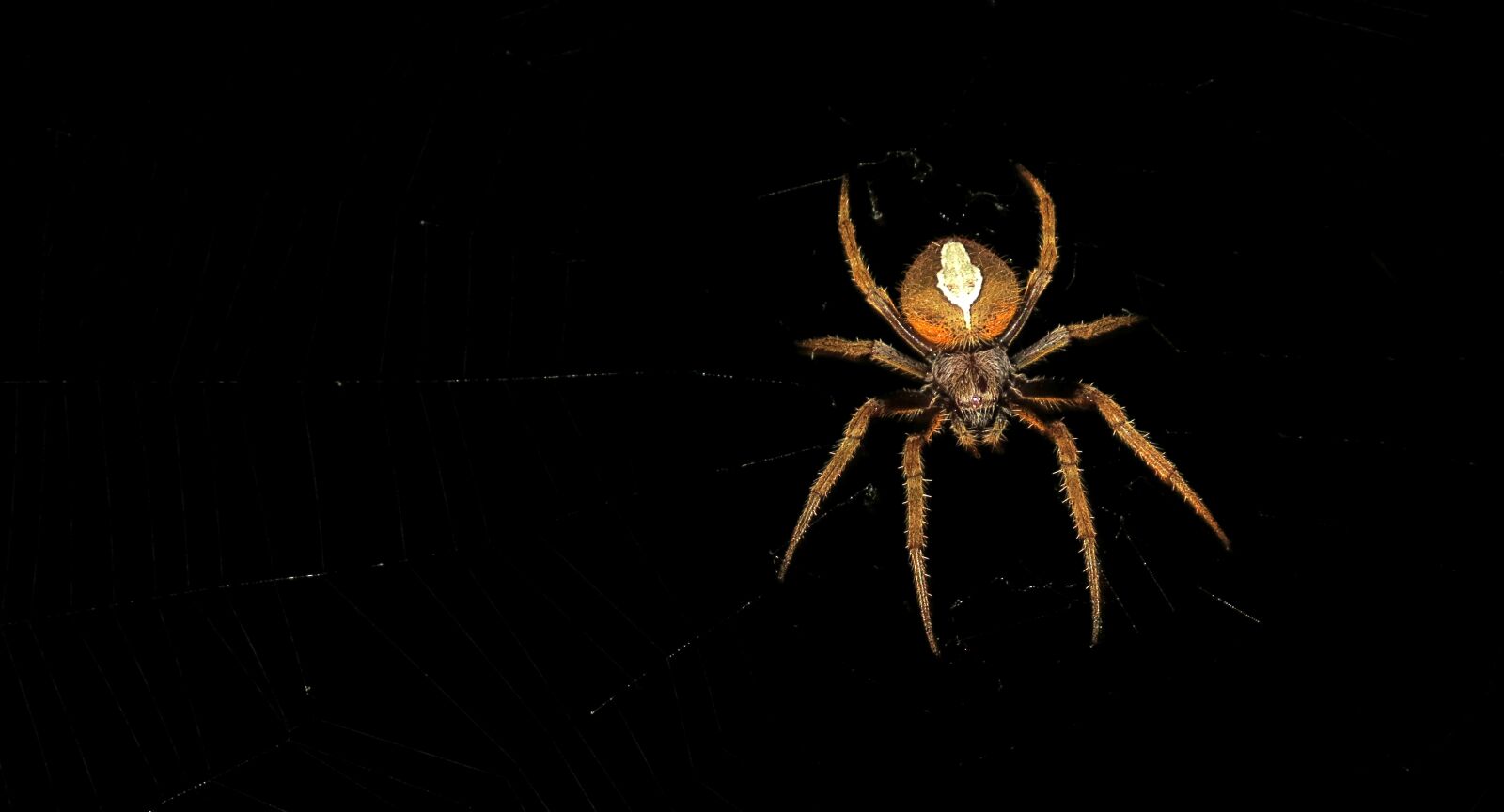 Canon PowerShot SX50 HS sample photo. Spider night, insect, macro photography