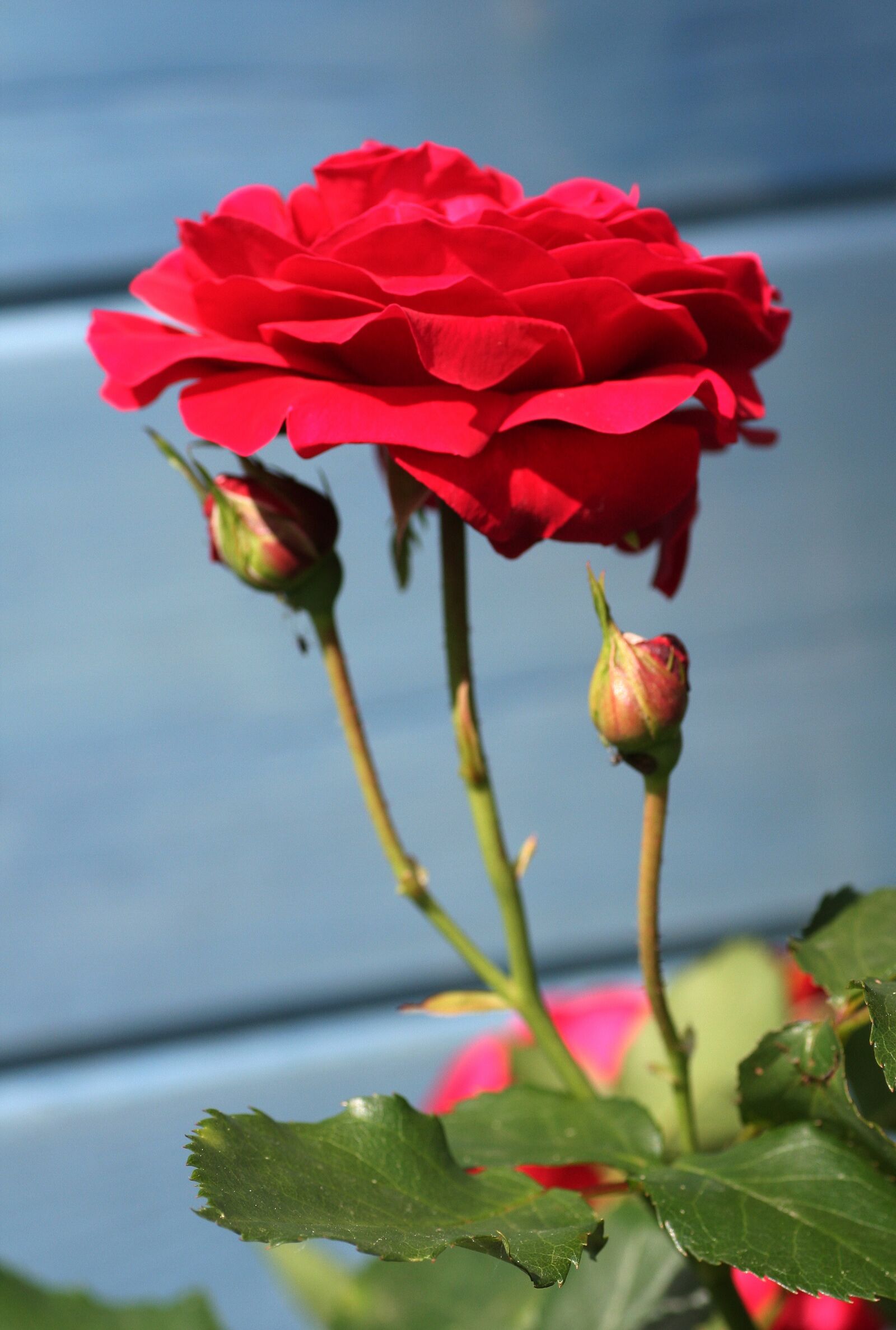 Canon EOS 350D (EOS Digital Rebel XT / EOS Kiss Digital N) sample photo. Roses, rosebuds, garden photography