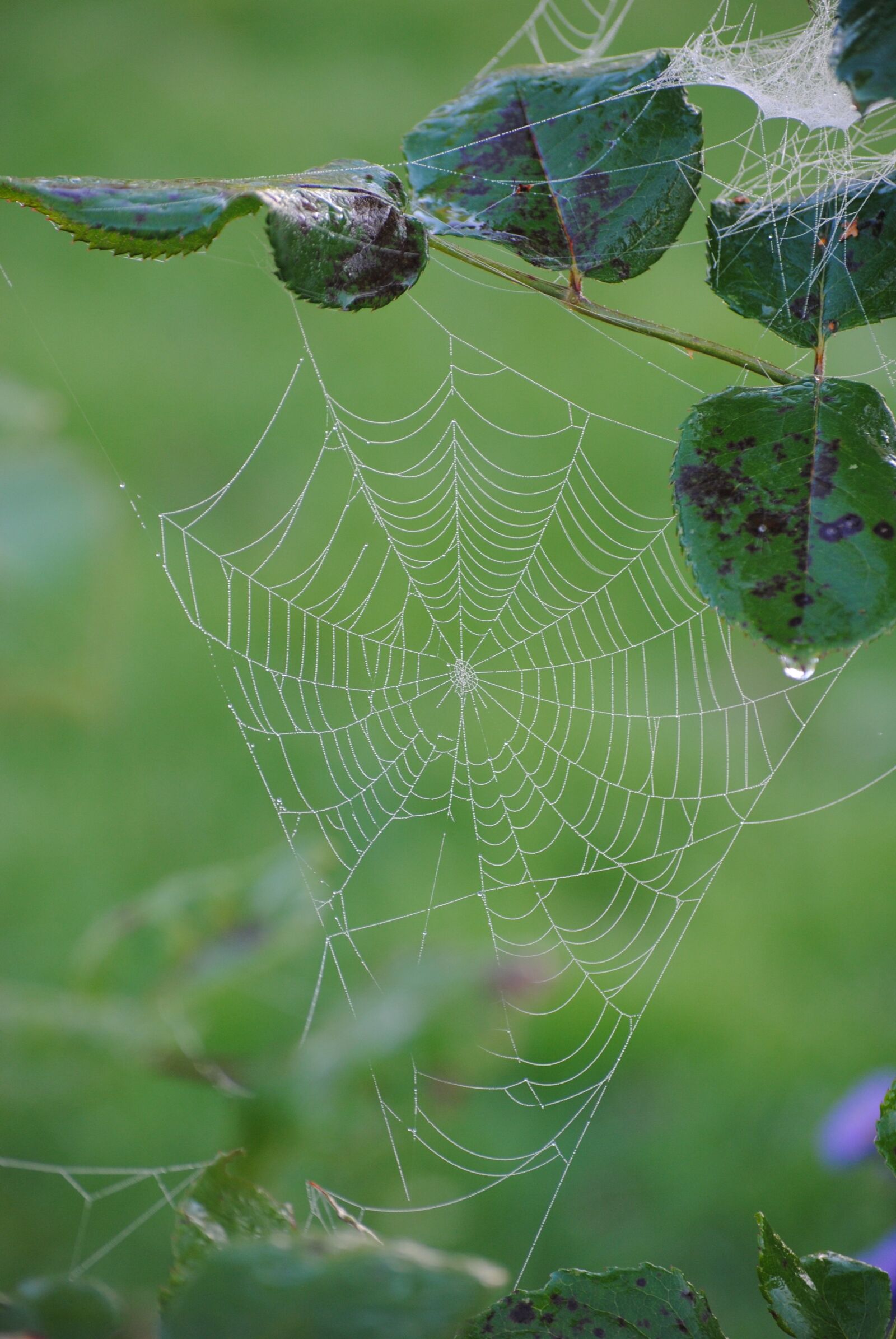 Nikon D3000 sample photo. Cobweb, dew, autumn photography
