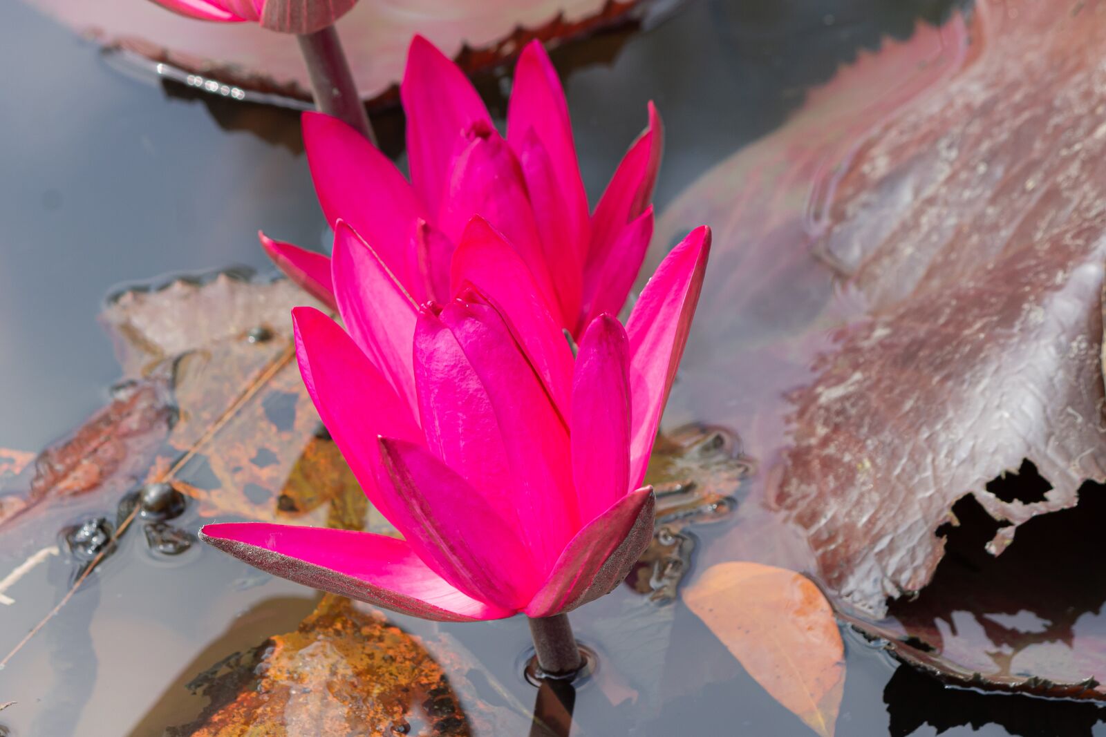 Canon EF-S 55-250mm F4-5.6 IS sample photo. Aquatic, background, beautiful photography