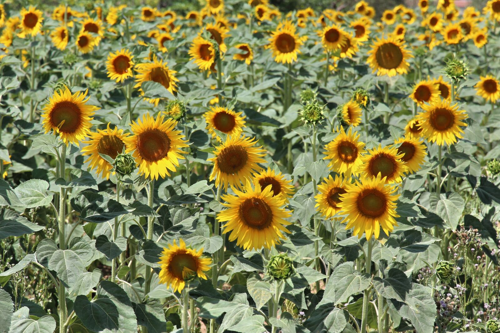 Canon EOS 600D (Rebel EOS T3i / EOS Kiss X5) sample photo. Sunflower, color, yellow photography