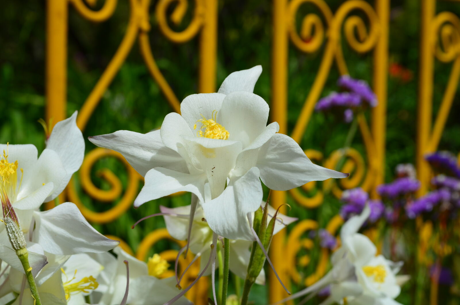 Nikon D5100 sample photo. Flowers, white photography