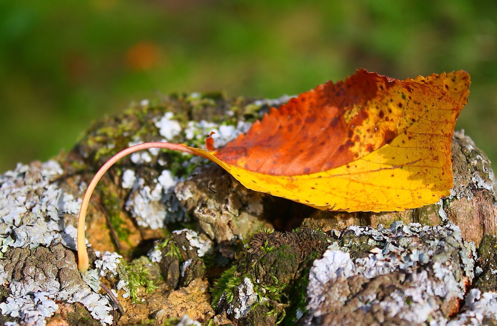 Canon EOS 1000D (EOS Digital Rebel XS / EOS Kiss F) sample photo. Leaf, nature, autumn leaf photography