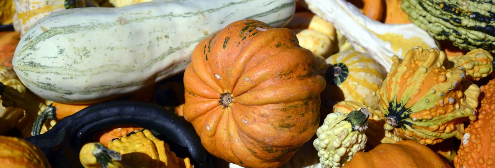 Nikon D7100 sample photo. Pumpkin, gourd, autumn photography