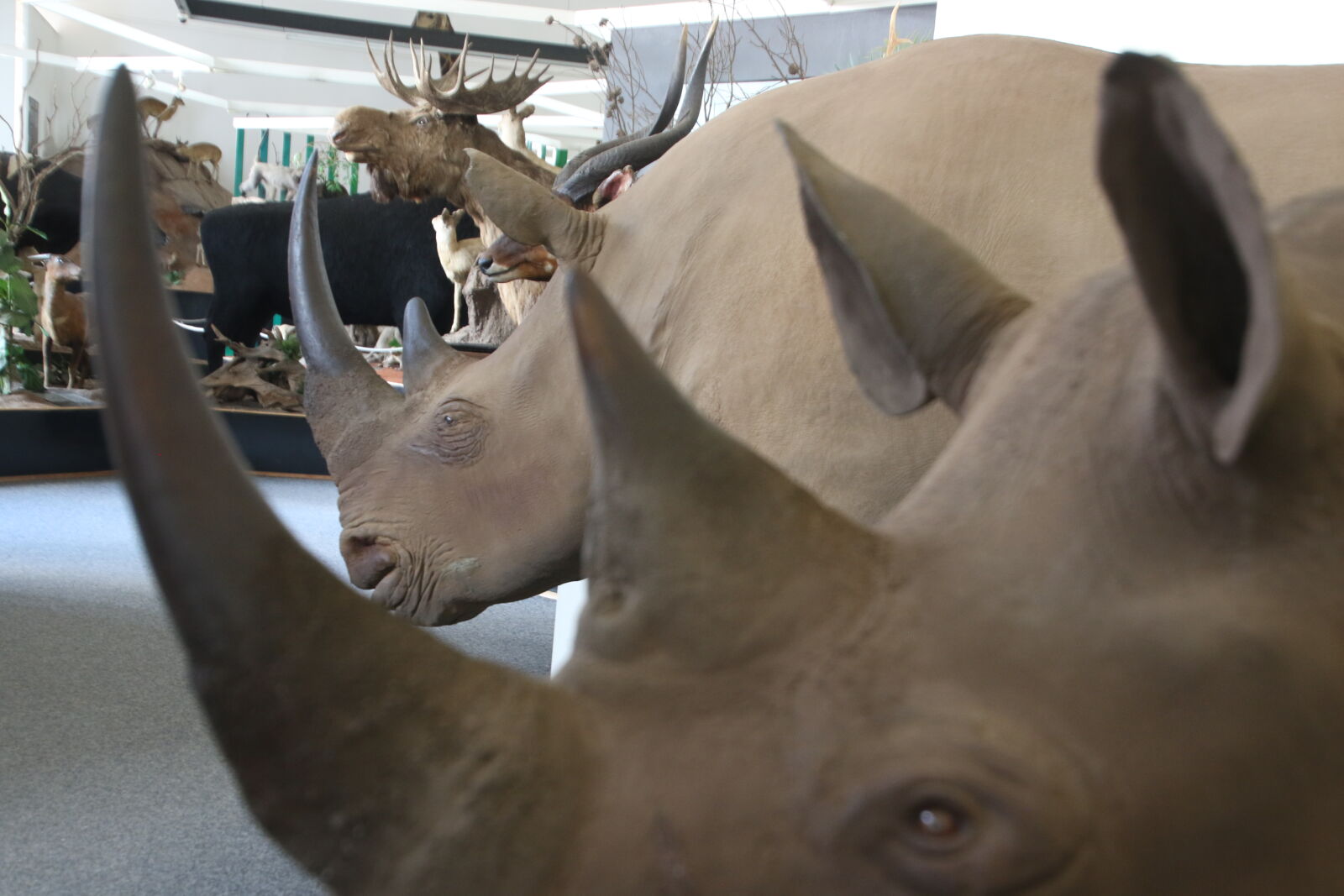Canon EOS 7D Mark II sample photo. Animals, ears, history, horns photography