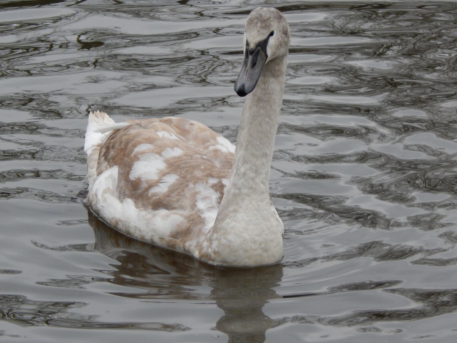 Nikon Coolpix L820 sample photo. Swan, food, water photography