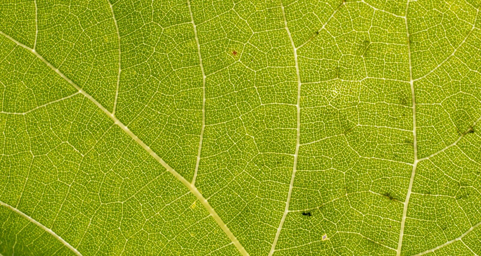 Canon EF 50mm F1.8 STM sample photo. Leaf, close up, vain photography