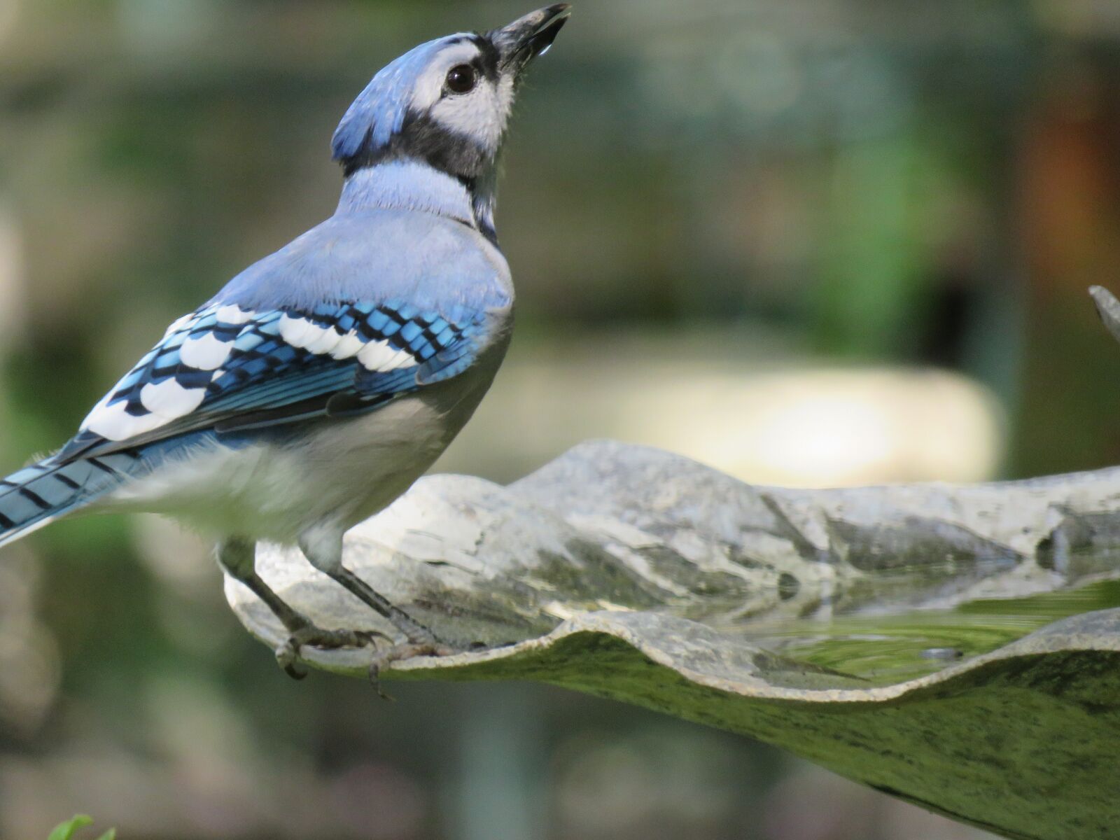 Canon PowerShot SX60 HS sample photo. Bird, blue jay, colorful photography