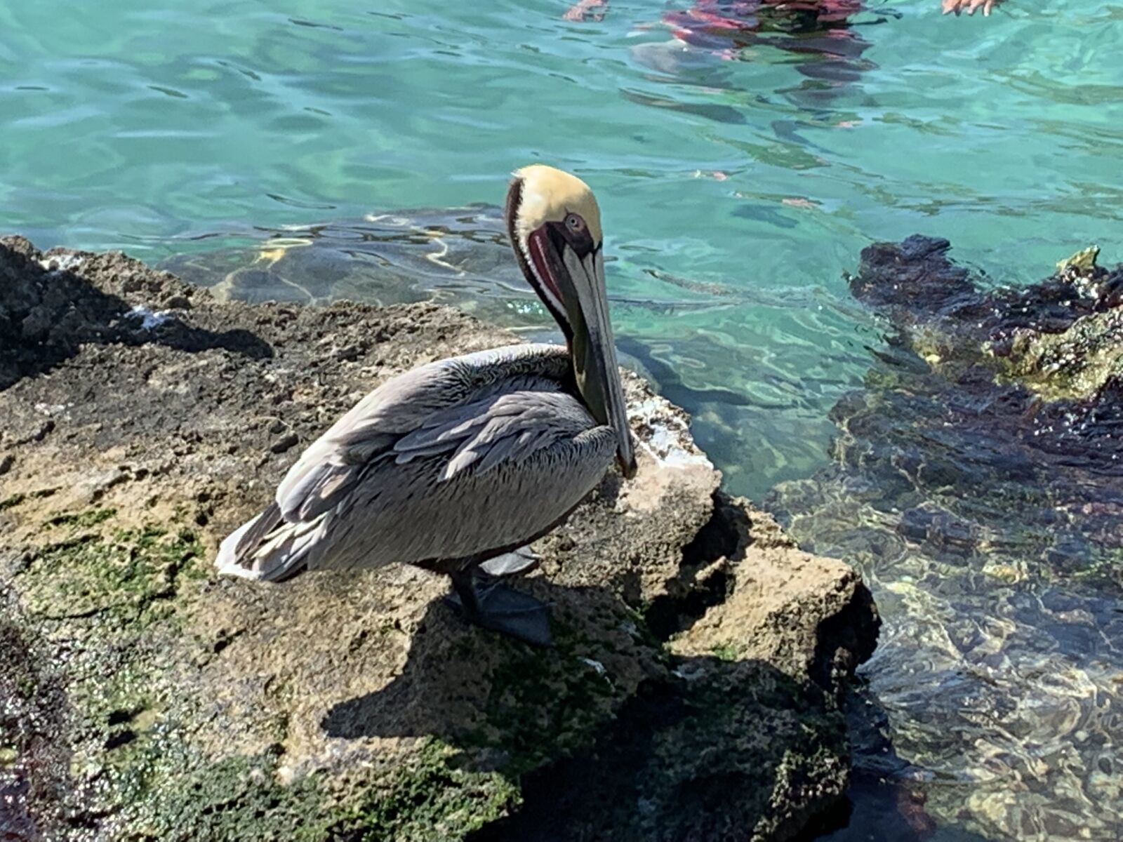 iPhone XR back camera 4.25mm f/1.8 sample photo. Pelican, sea, water photography