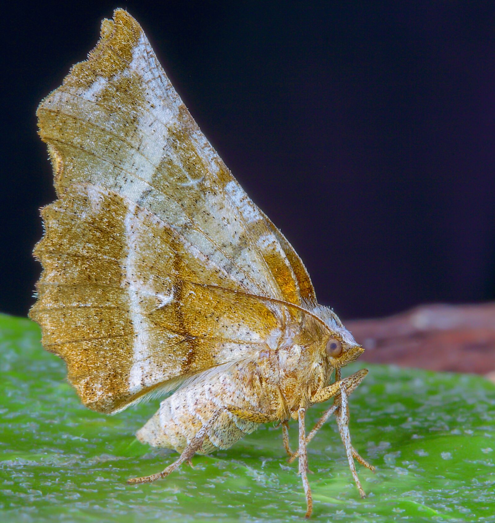 Canon EOS 400D (EOS Digital Rebel XTi / EOS Kiss Digital X) sample photo. Moth, early- thorn, wings photography