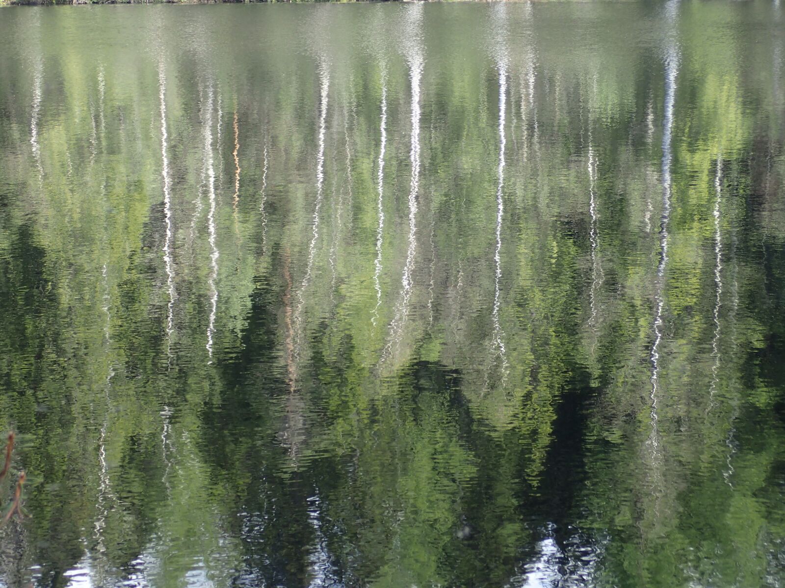 Olympus TG-3 sample photo. Forest, water, vermont photography