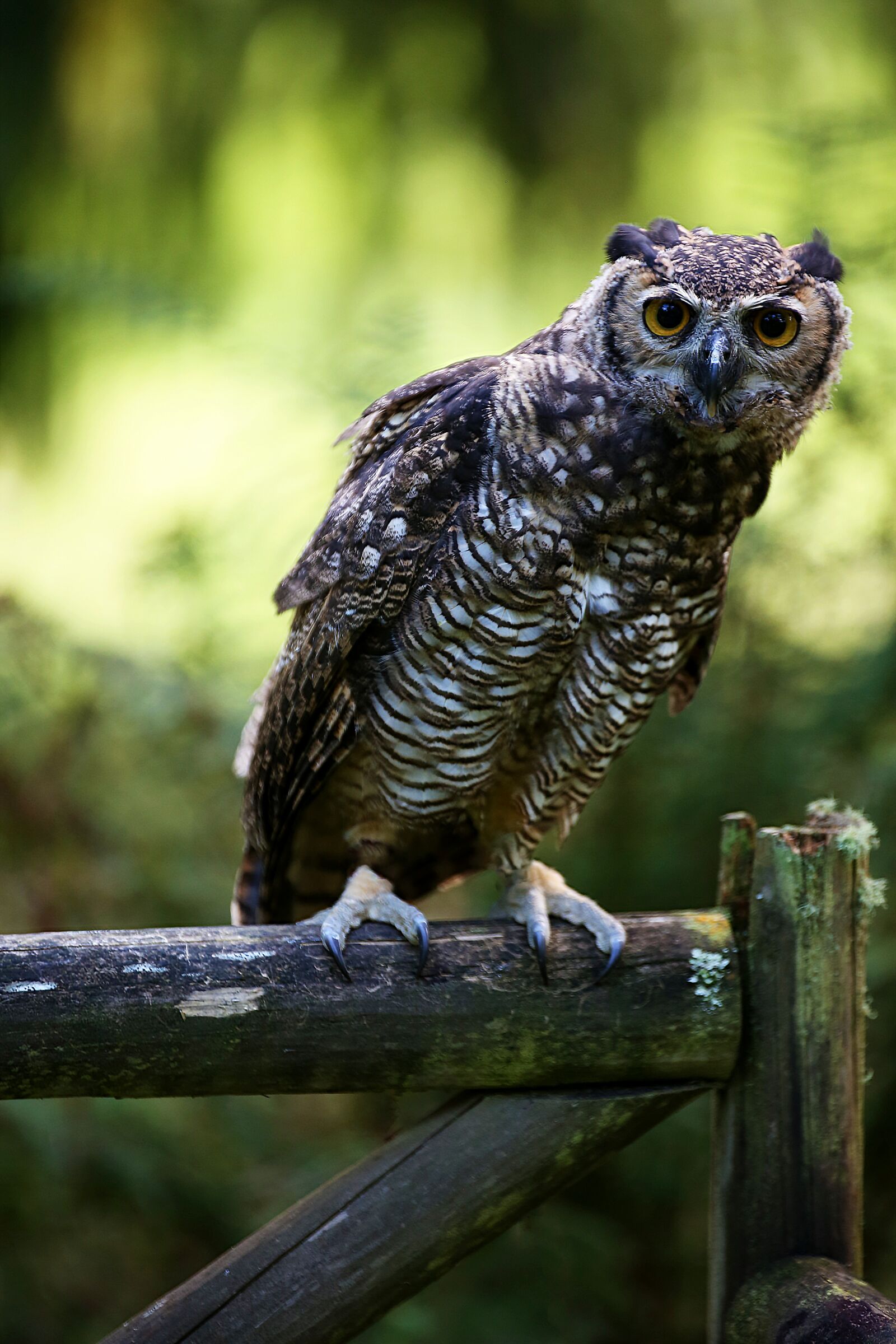 Canon EOS 5D Mark III sample photo. Owl, gate, birds photography