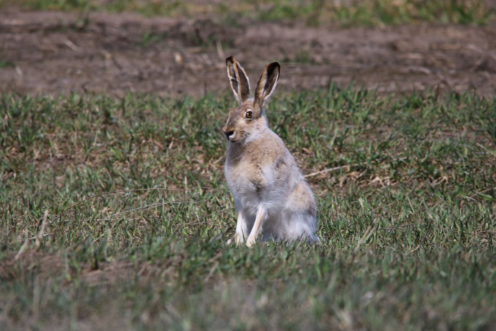 Canon EOS 750D (EOS Rebel T6i / EOS Kiss X8i) sample photo. Jackrabbit, hare, wildlife photography