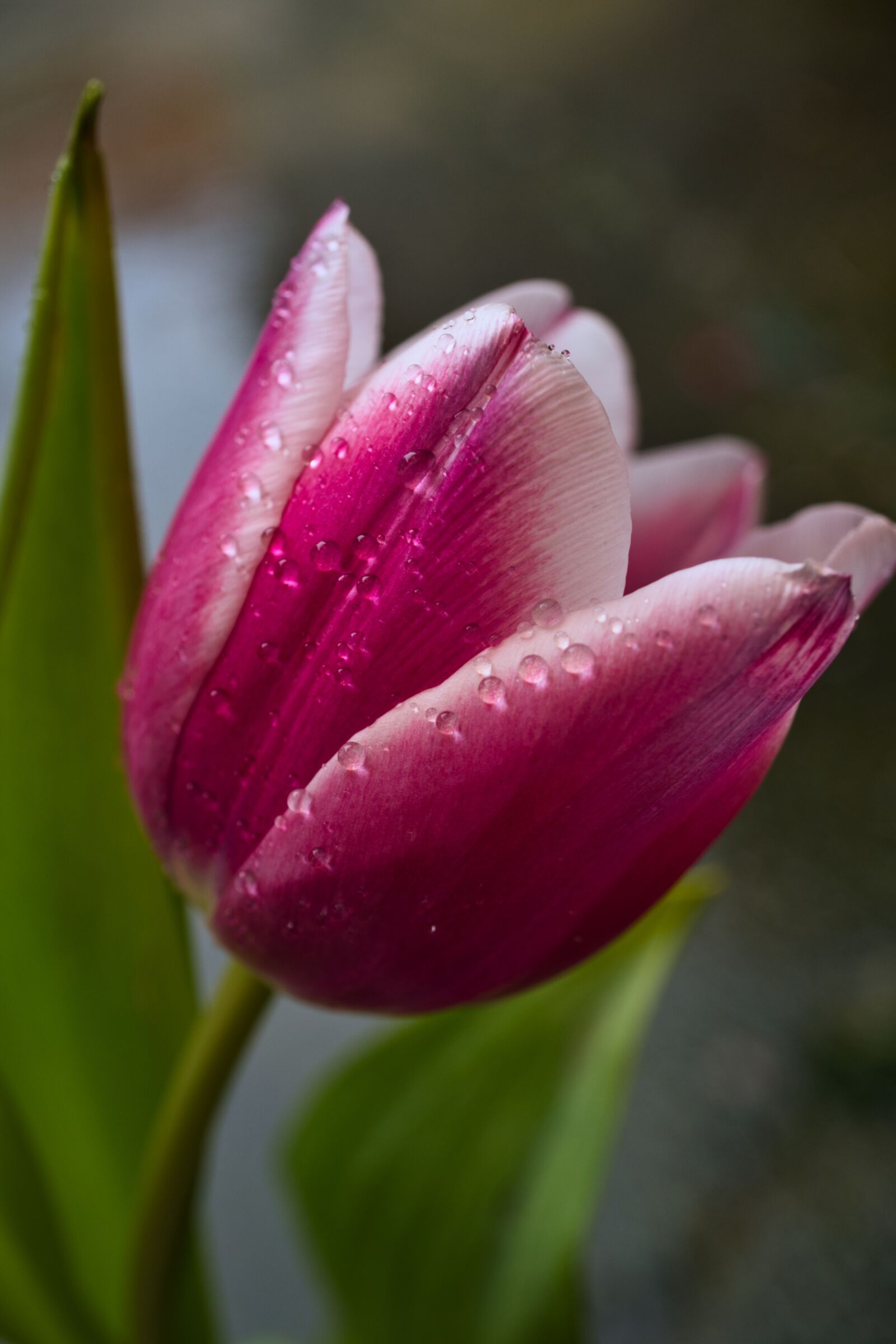 Sony E 30mm F3.5 Macro sample photo. Tulip, flowers, nature photography