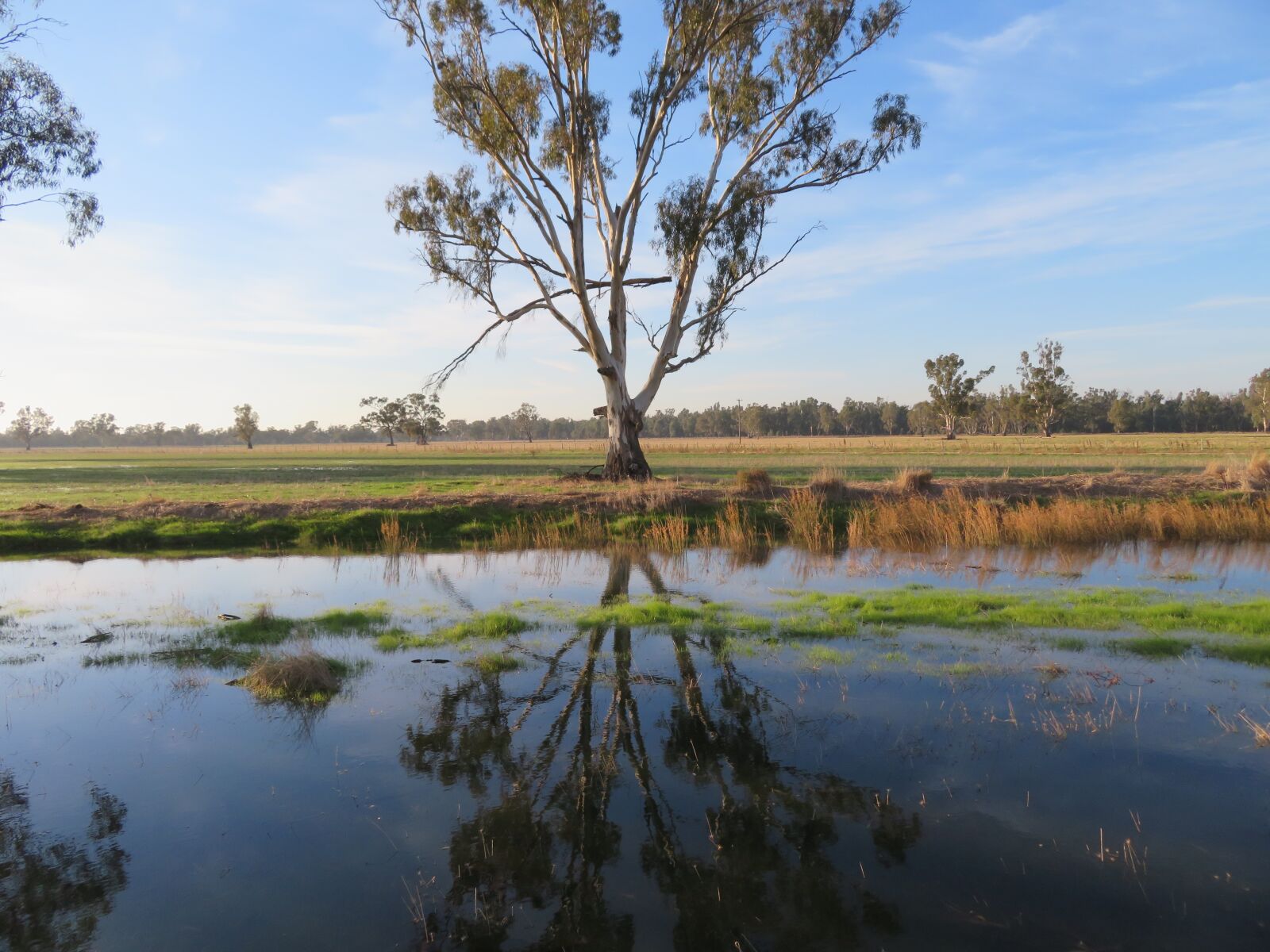 Canon PowerShot SX720 HS sample photo. Reflection, water, tree photography
