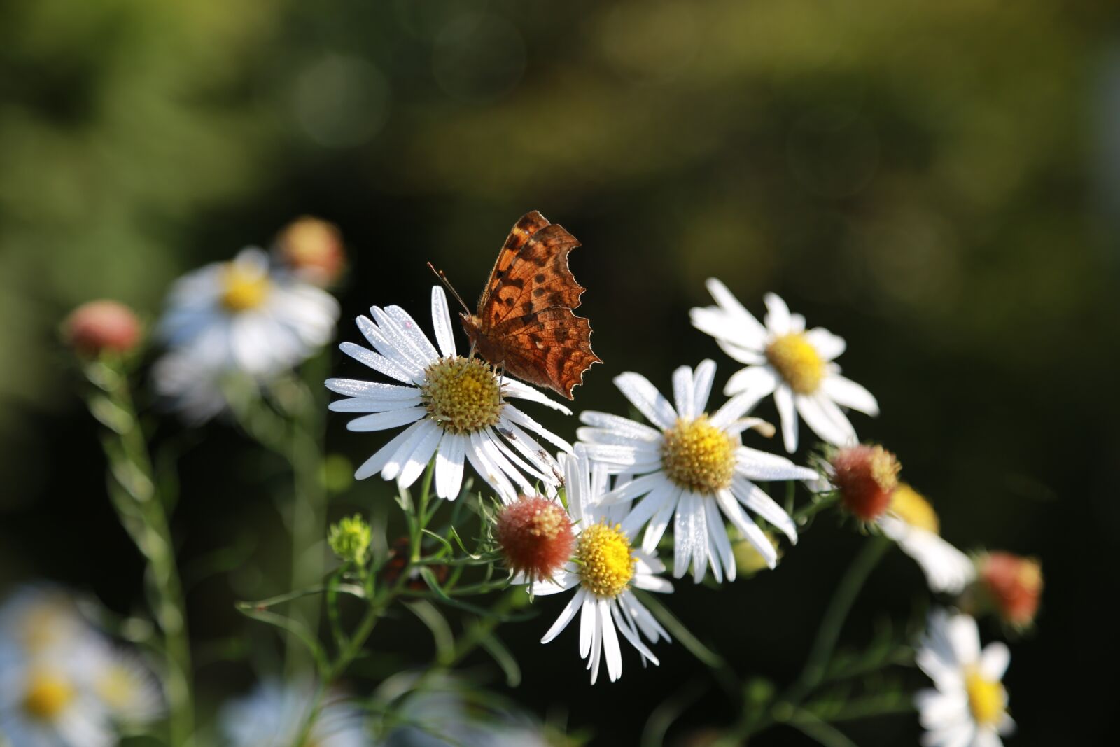 Canon EOS 6D + Canon EF 24-105mm F4L IS USM sample photo. Chrysanthemum, flowers, gujeolcho photography