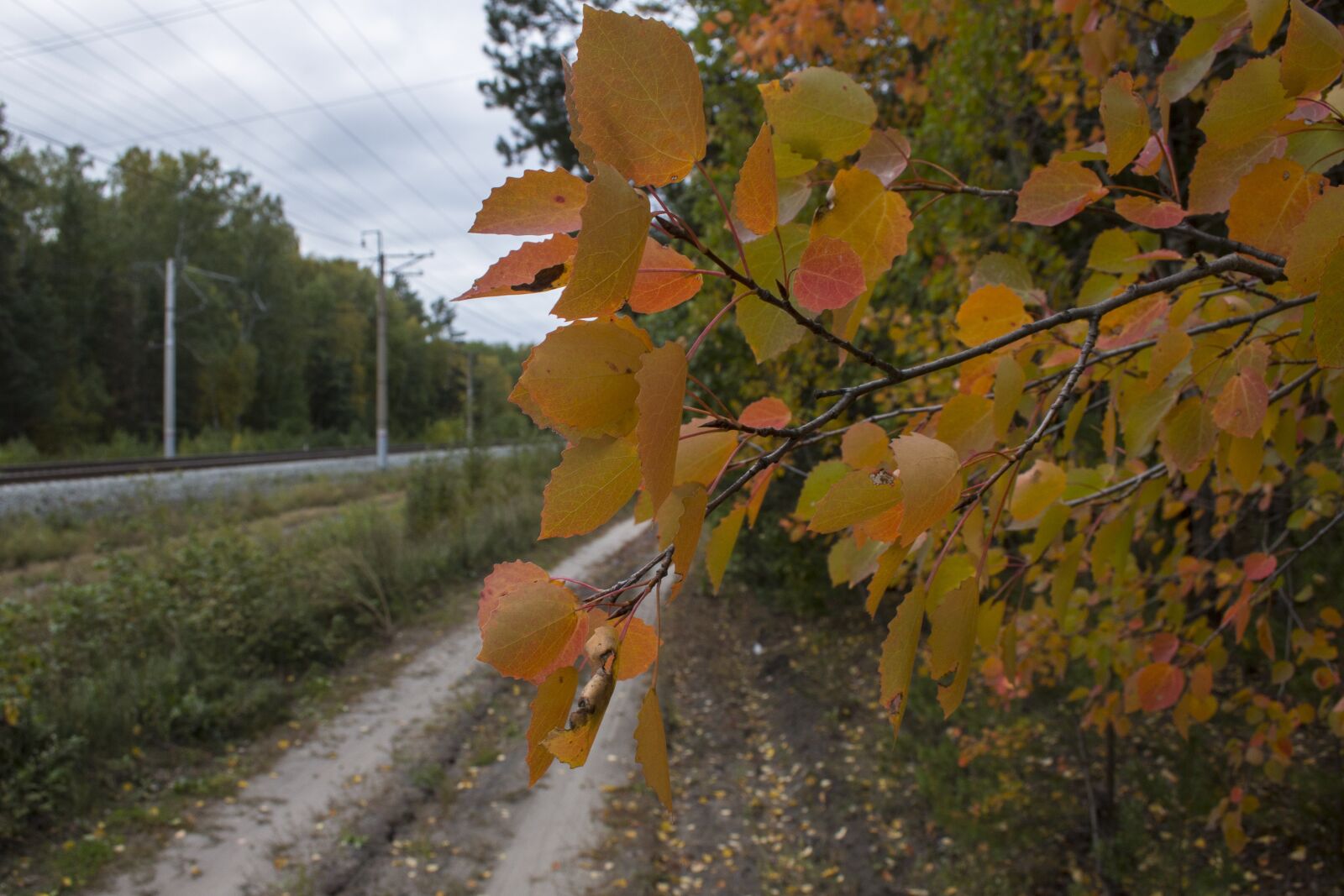 Canon EF-S 18-55mm F3.5-5.6 sample photo. Autumn, leaves, nature photography