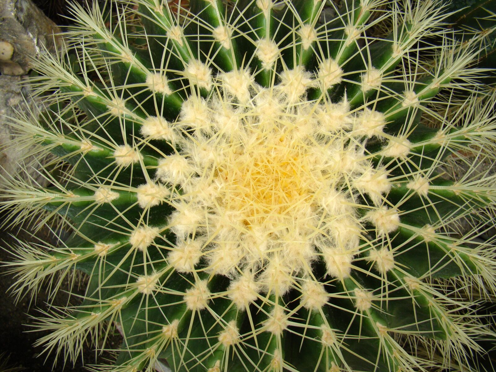 Sony Cyber-shot DSC-H50 sample photo. Cactus, flower, plant photography