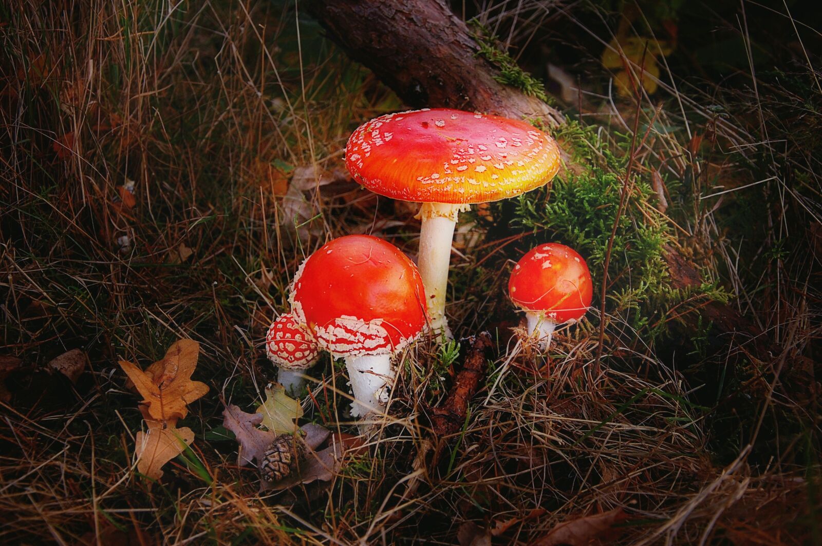 Nikon D40 sample photo. Fly agaric, forest, nature photography