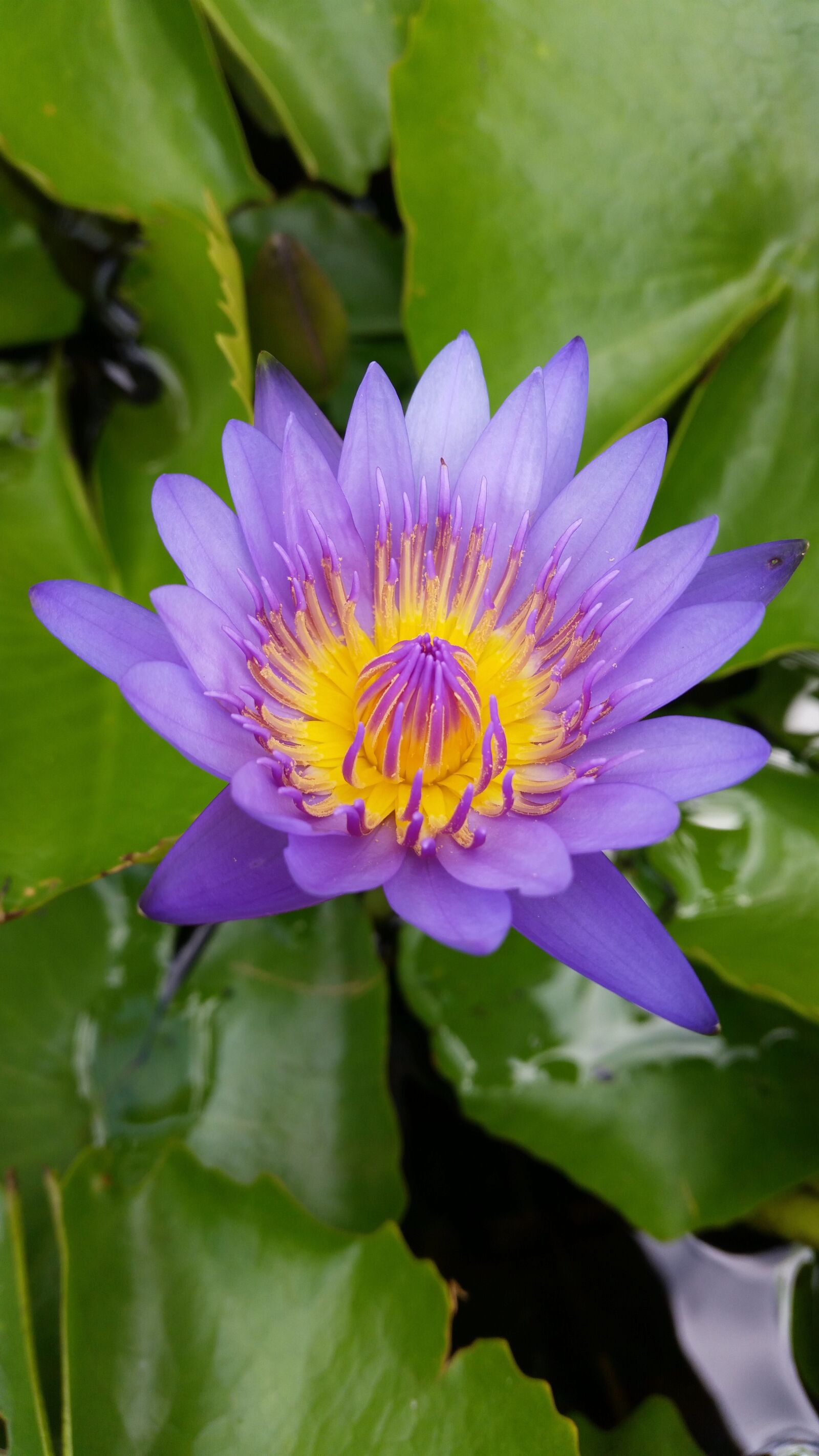 Samsung Galaxy S5 sample photo. Flower, lotus, purple lotus photography