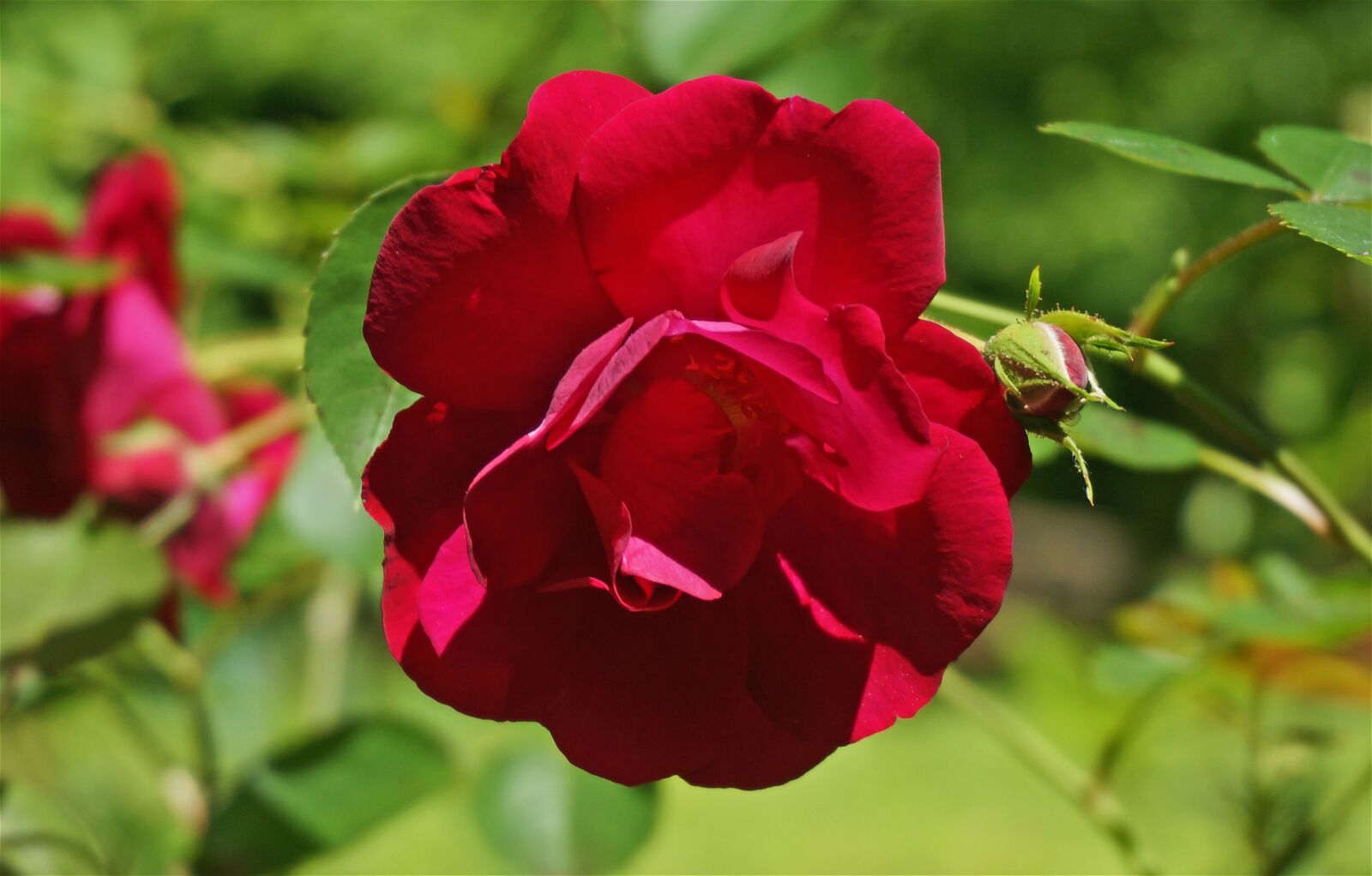 Sony Alpha NEX-5T sample photo. Red rose, rose, flower photography