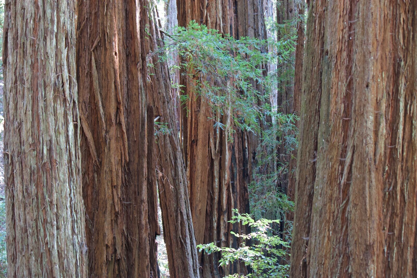 Canon EOS 30D sample photo. Wood, tree, nature photography