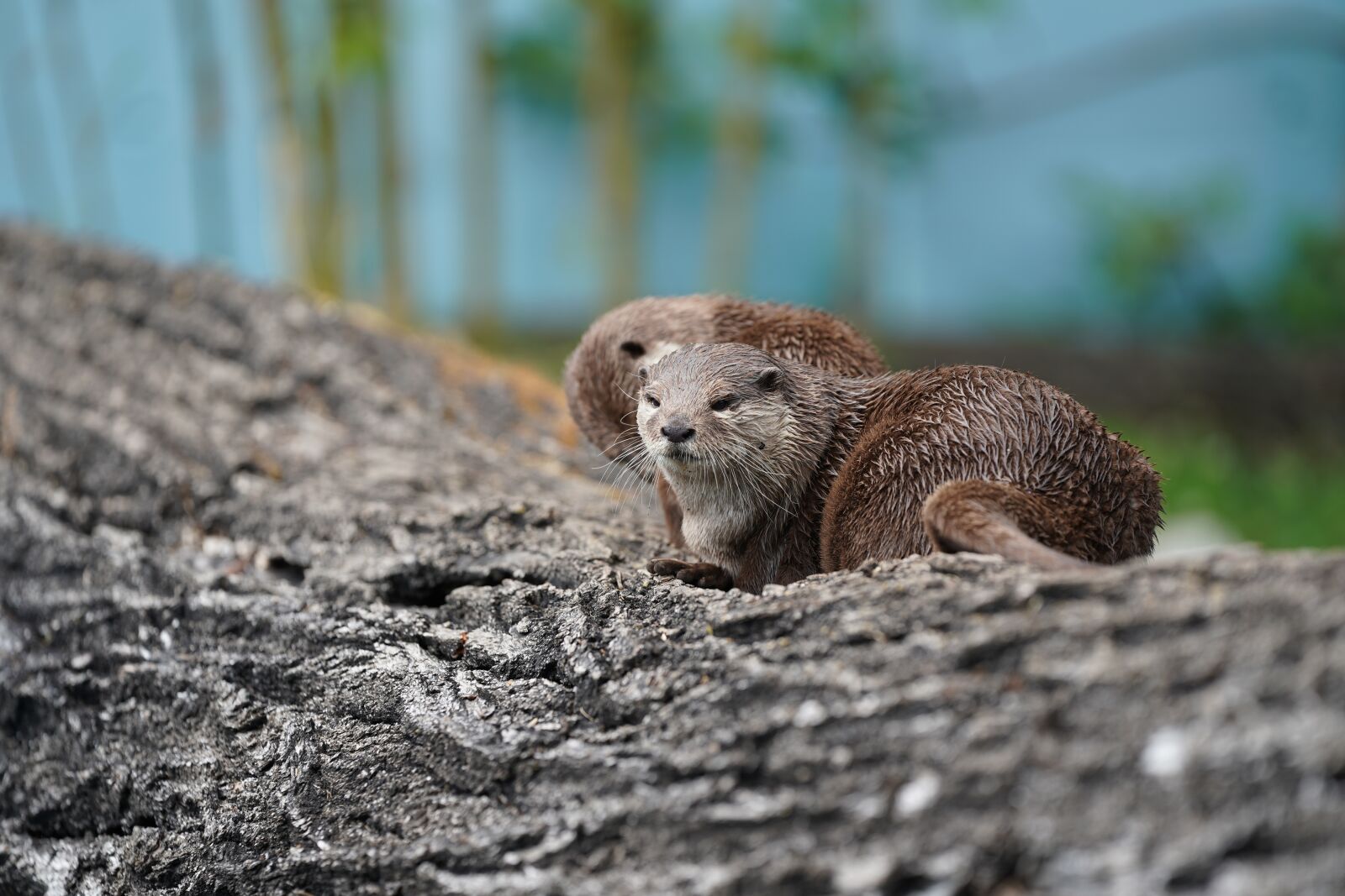 Sony FE 70-200mm F2.8 GM OSS sample photo. Otter, tree, water photography