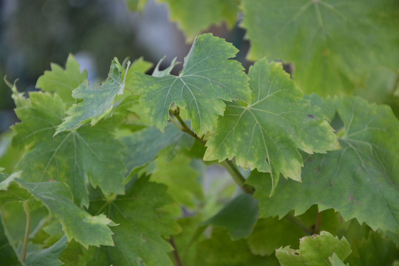 Nikon D5200 sample photo. Vine leaves, green leaves photography