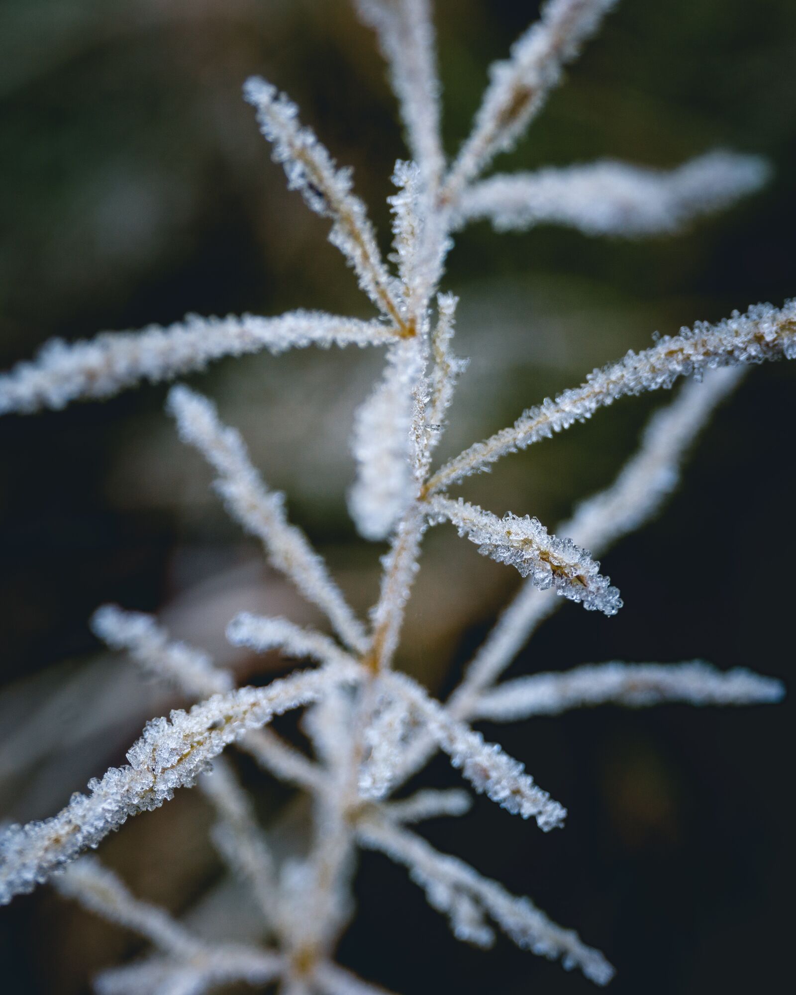 Sony a6000 sample photo. Frost, autumn, morning photography