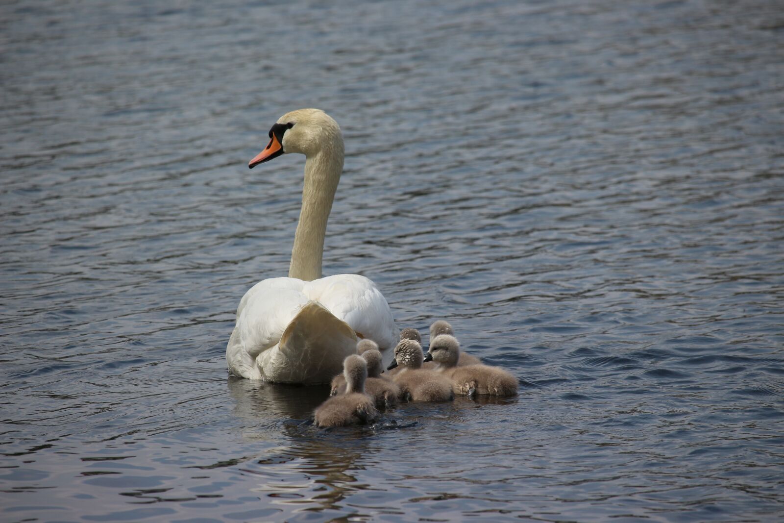 Canon EOS 700D (EOS Rebel T5i / EOS Kiss X7i) sample photo. Swan, swans, water bird photography