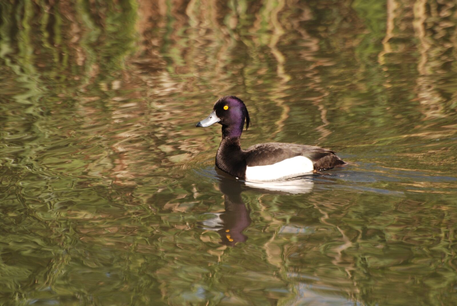 Nikon D80 sample photo. Row pension, duck, water photography