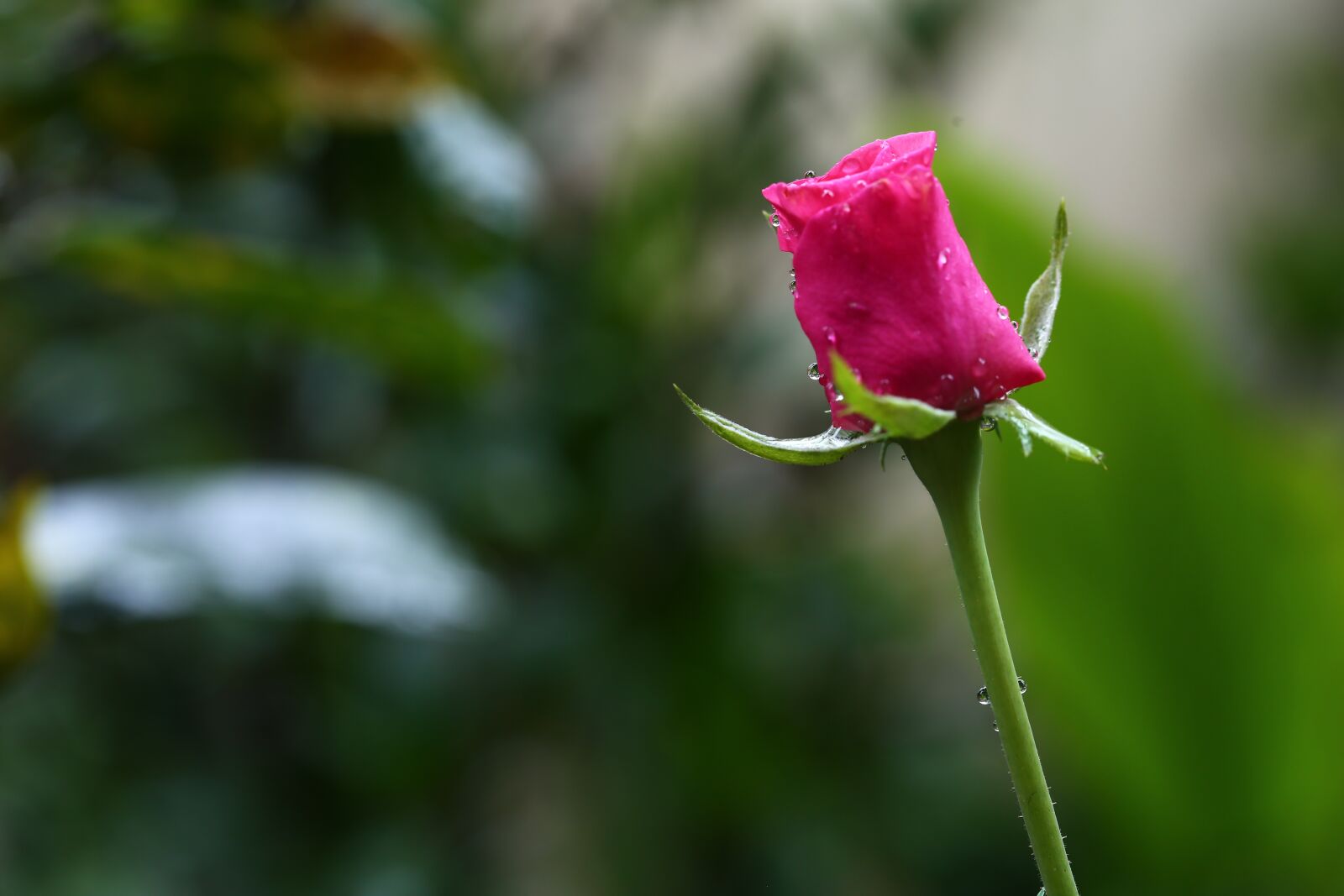Canon EF 100mm F2.8L Macro IS USM sample photo. Flower, nature, flora photography