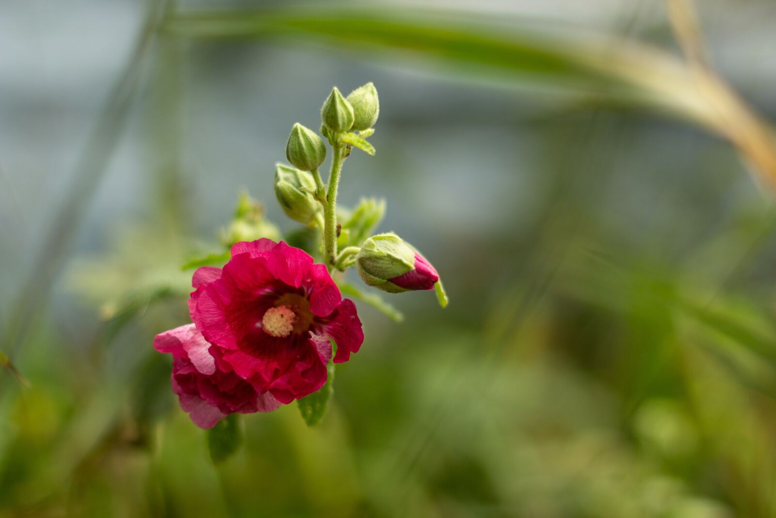Canon EOS 60D sample photo. Hollyhock, flowers, red flower photography