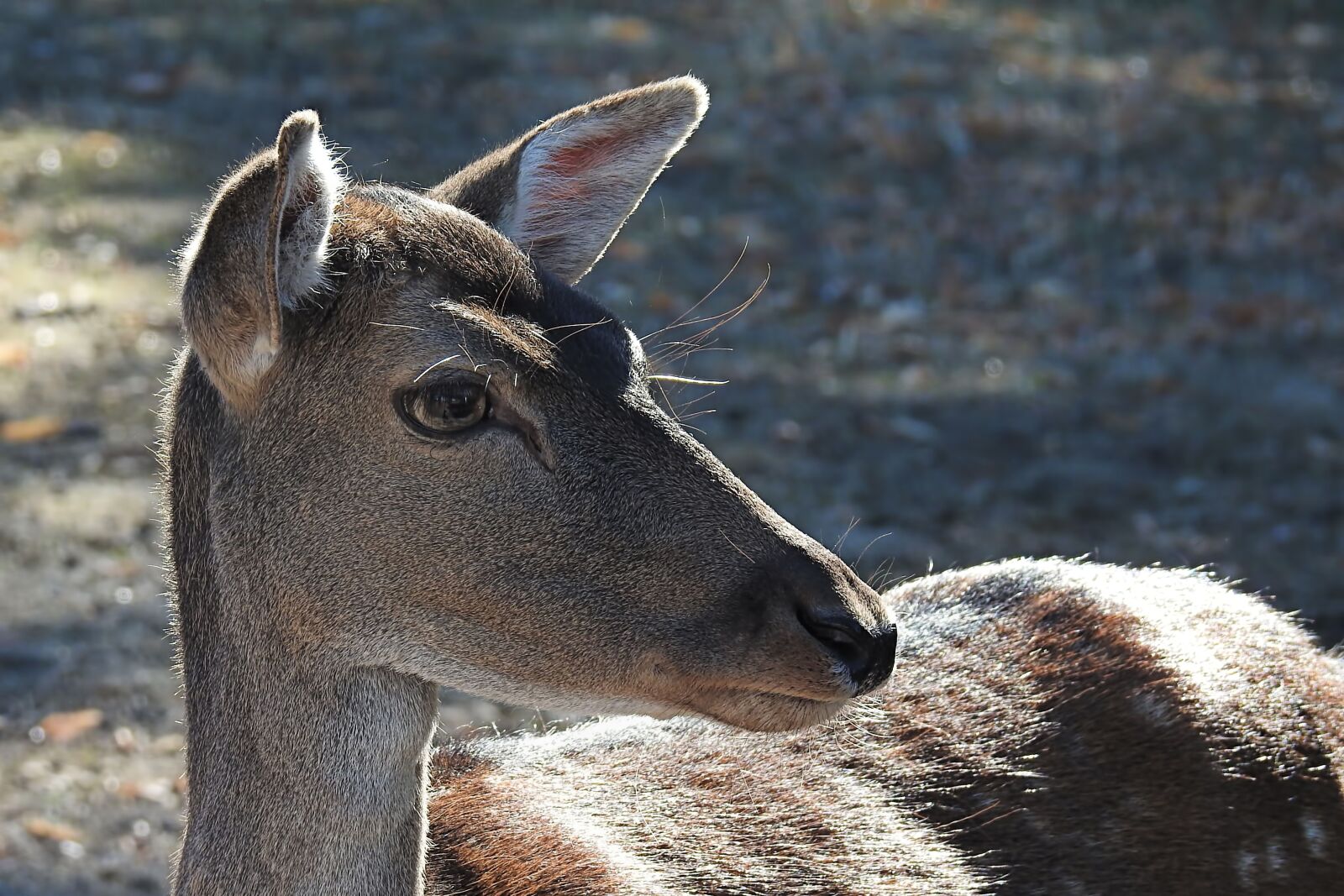 Nikon Coolpix P900 sample photo. Roe deer, wild, fallow photography
