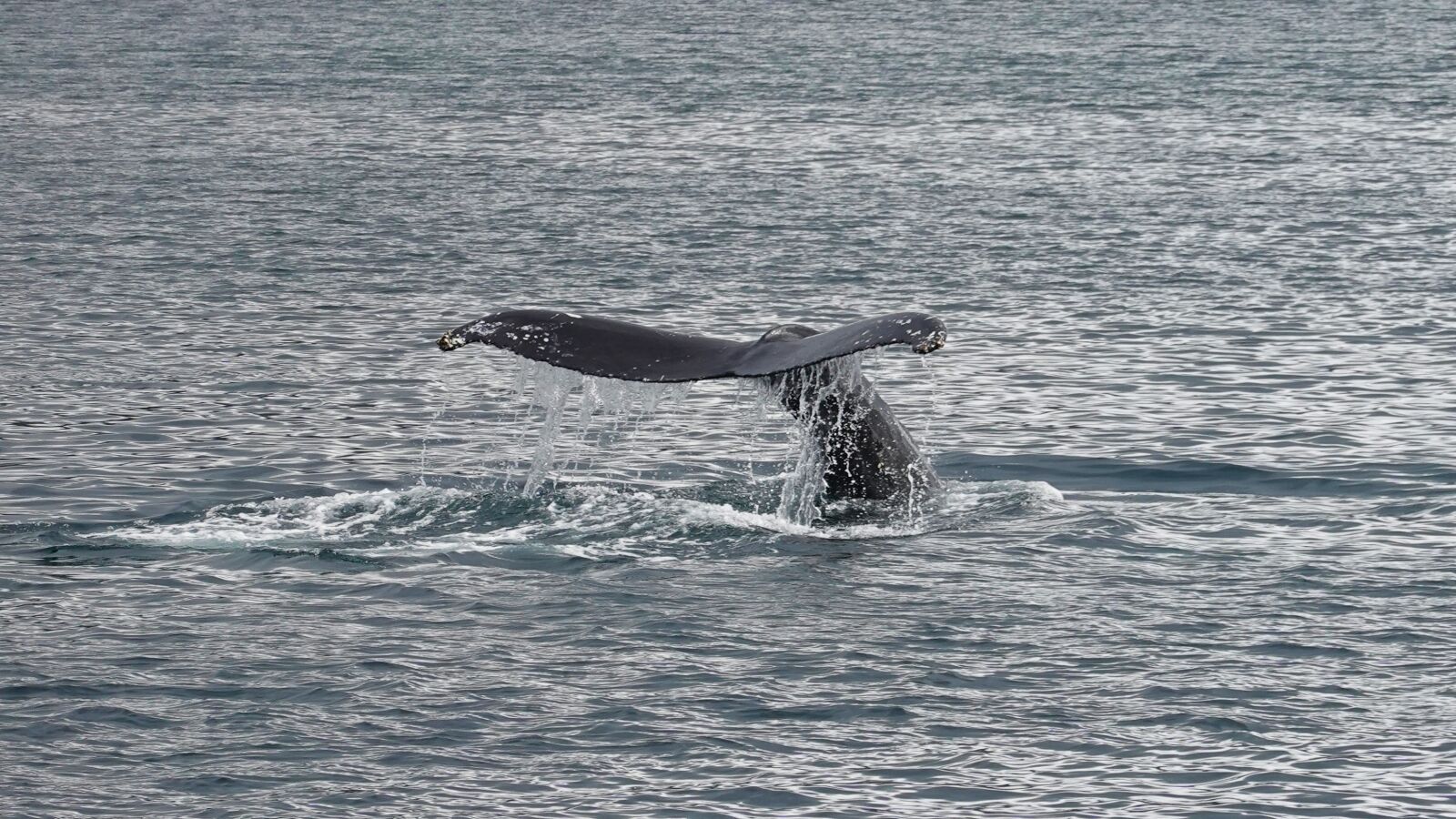 Sony Cyber-shot DSC-RX100 VI sample photo. Whale, the humpback whale photography