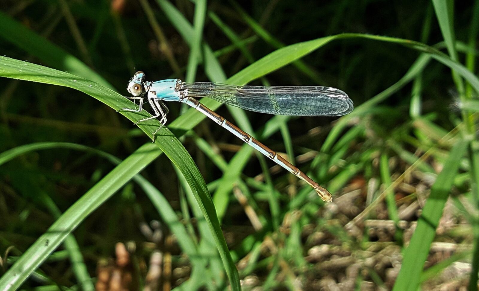 Samsung Galaxy Note5 sample photo. Damselfly, insect, blue-fronted dancer photography
