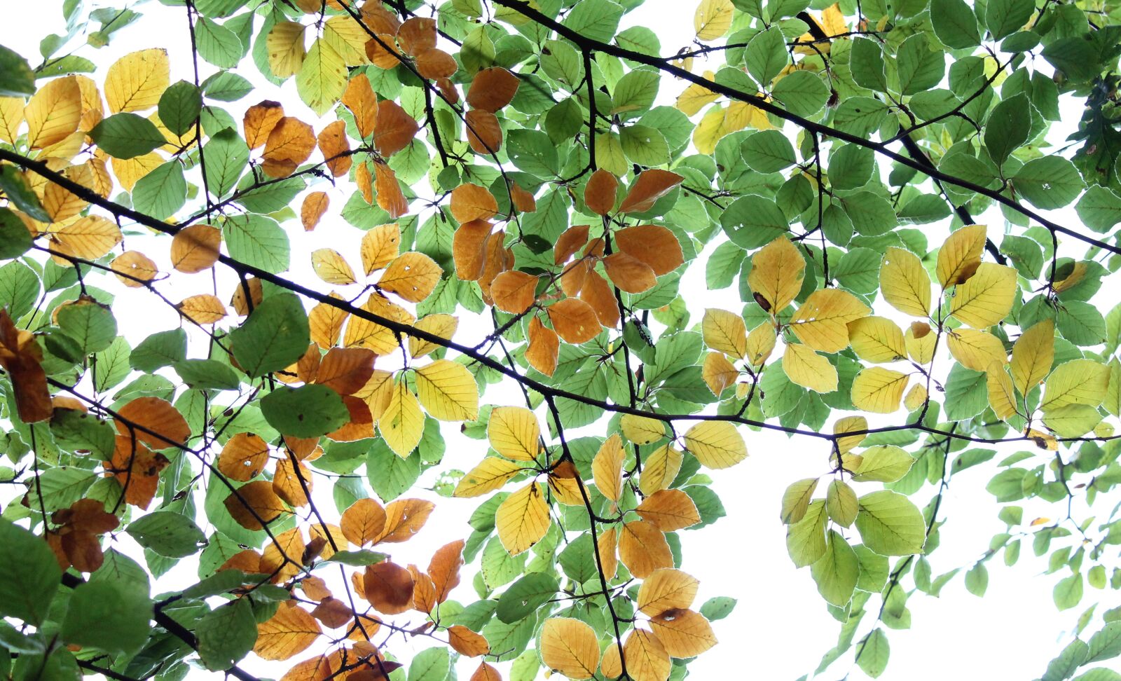 Canon EOS 1100D (EOS Rebel T3 / EOS Kiss X50) sample photo. Foliage, leaves, tree photography