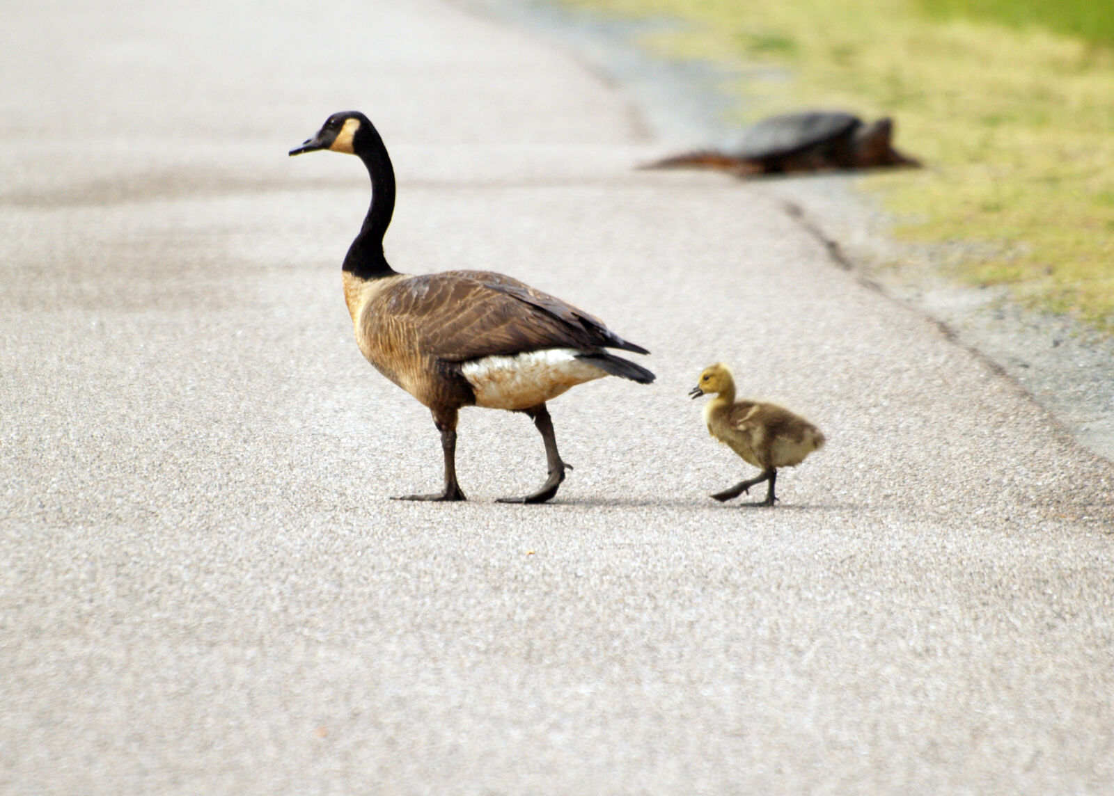 Olympus E-500 (EVOLT E-500) sample photo. Animals, geese, gosling, wildlife photography