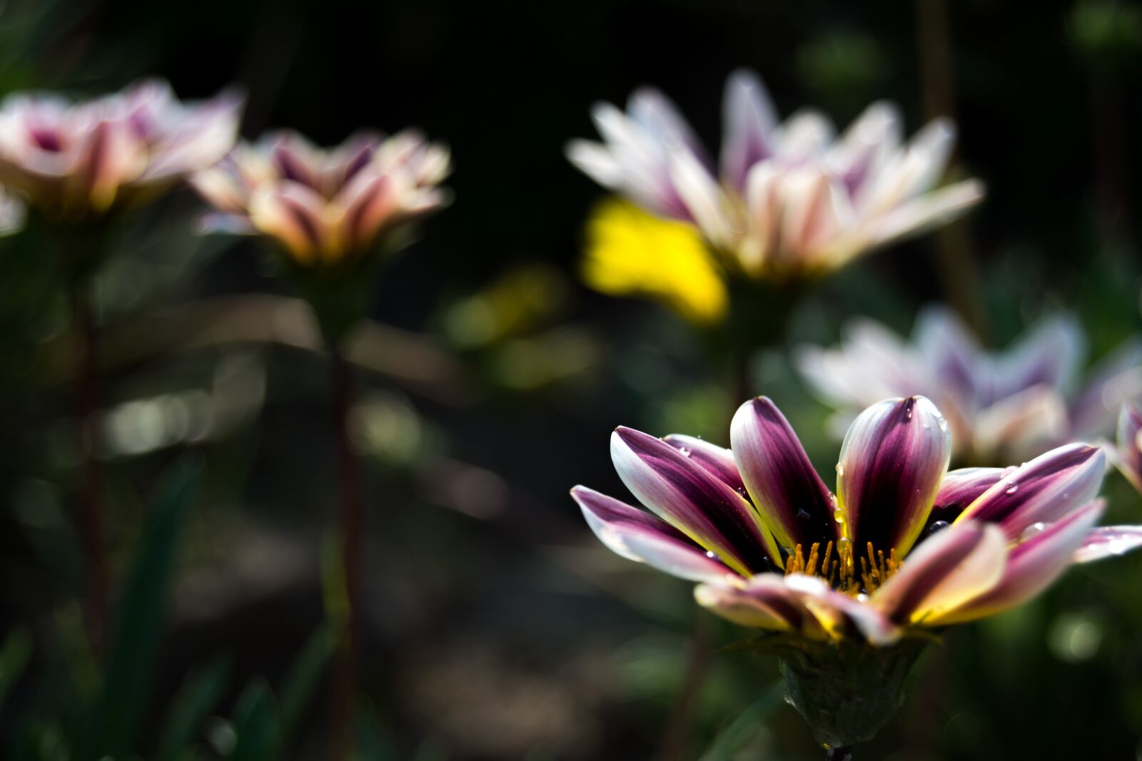 Nikon D3300 sample photo. Flowers, summer, flower photography
